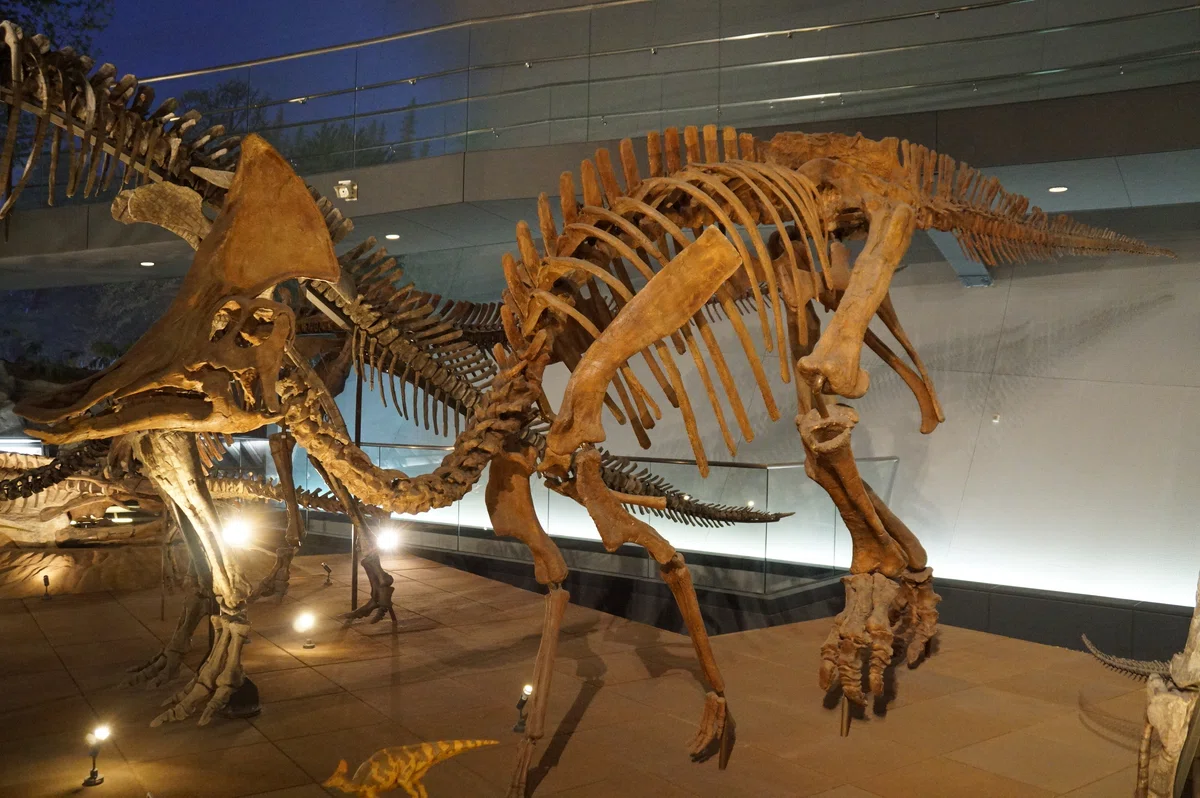 福井県立恐竜博物館 特別展「獣脚類2025」ですよ｜始祖鳥堂まふ