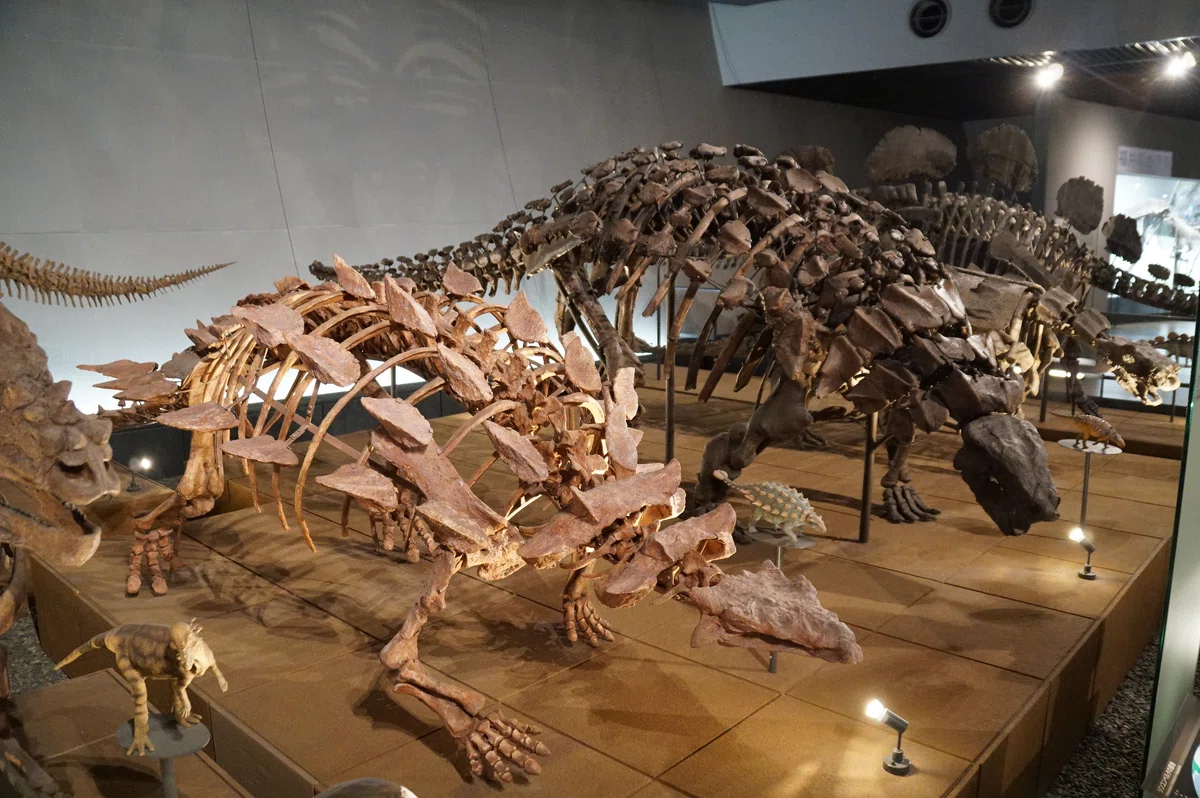 福井県立恐竜博物館 特別展「獣脚類2025」ですよ｜始祖鳥堂まふ（M.A.F.）