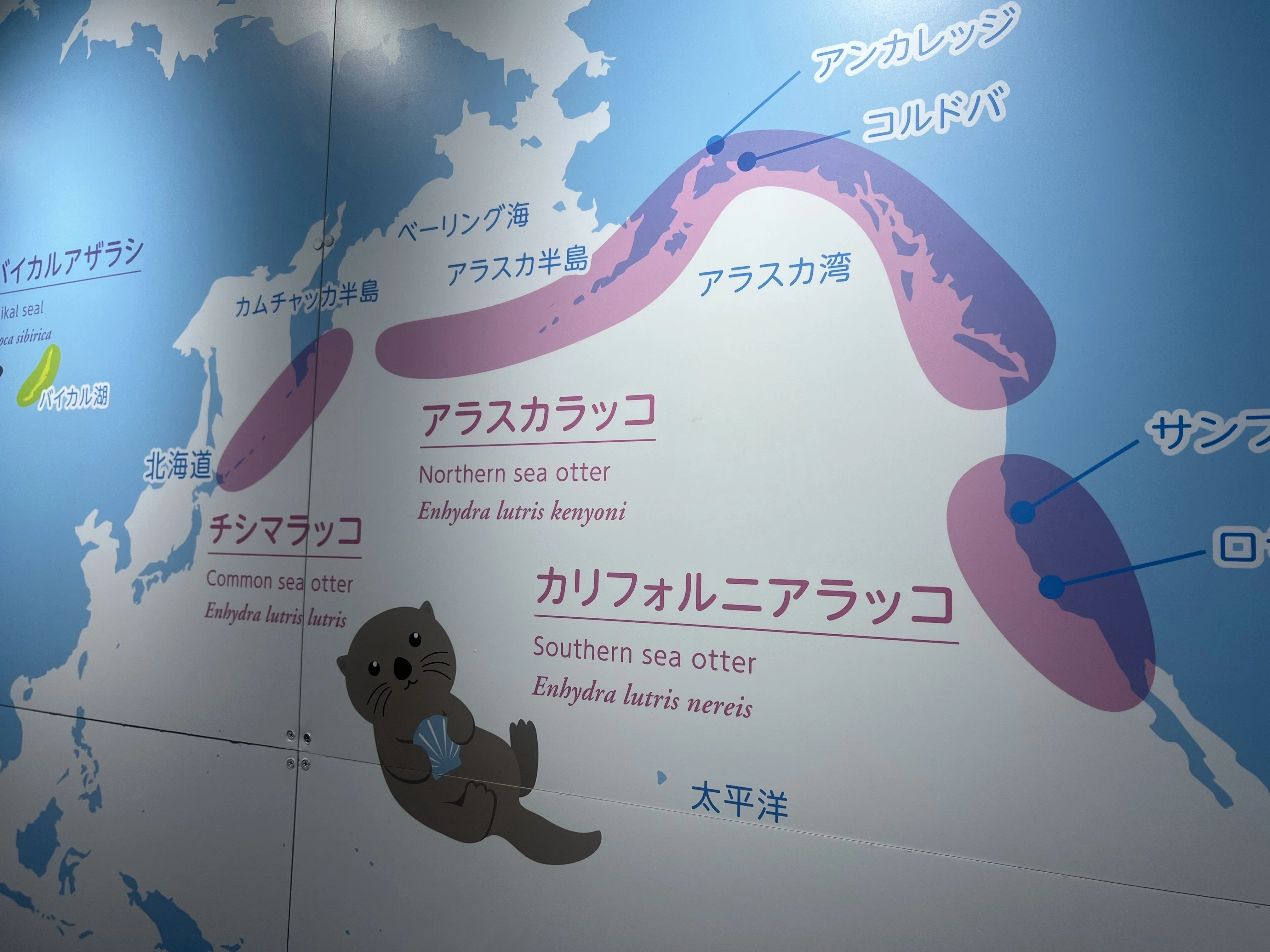 ラッコの道標 ラッコが教えてくれた多様な価値観 中村元 鳥羽水族館 パロル舎 ラッコの道標: ラッコが教えてくれた多様な価値観 | 中村 元 |本