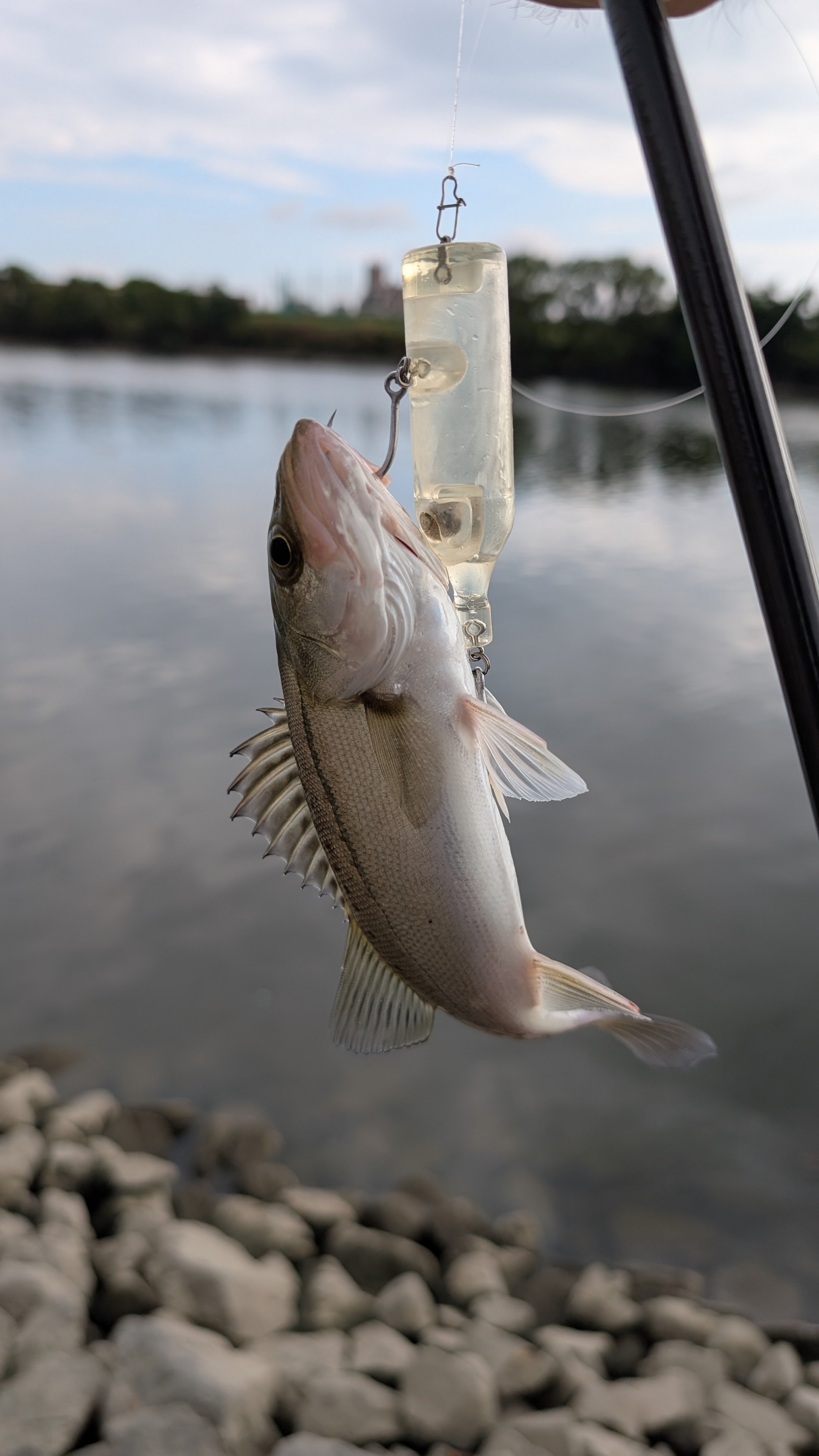 zattaなんか釣る】名古屋でバス釣り｜八重樫剛