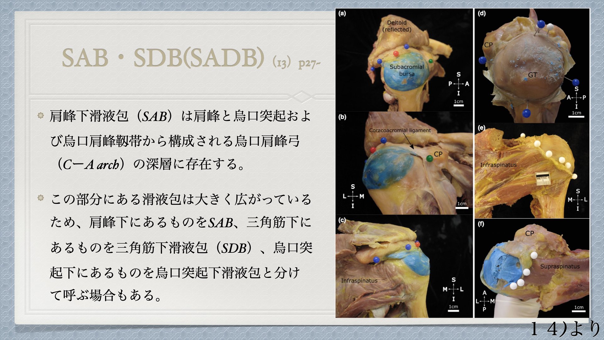 肩の理学療法③【内転】〜内転可動域の出し方（解剖編2）〜｜ましゅ