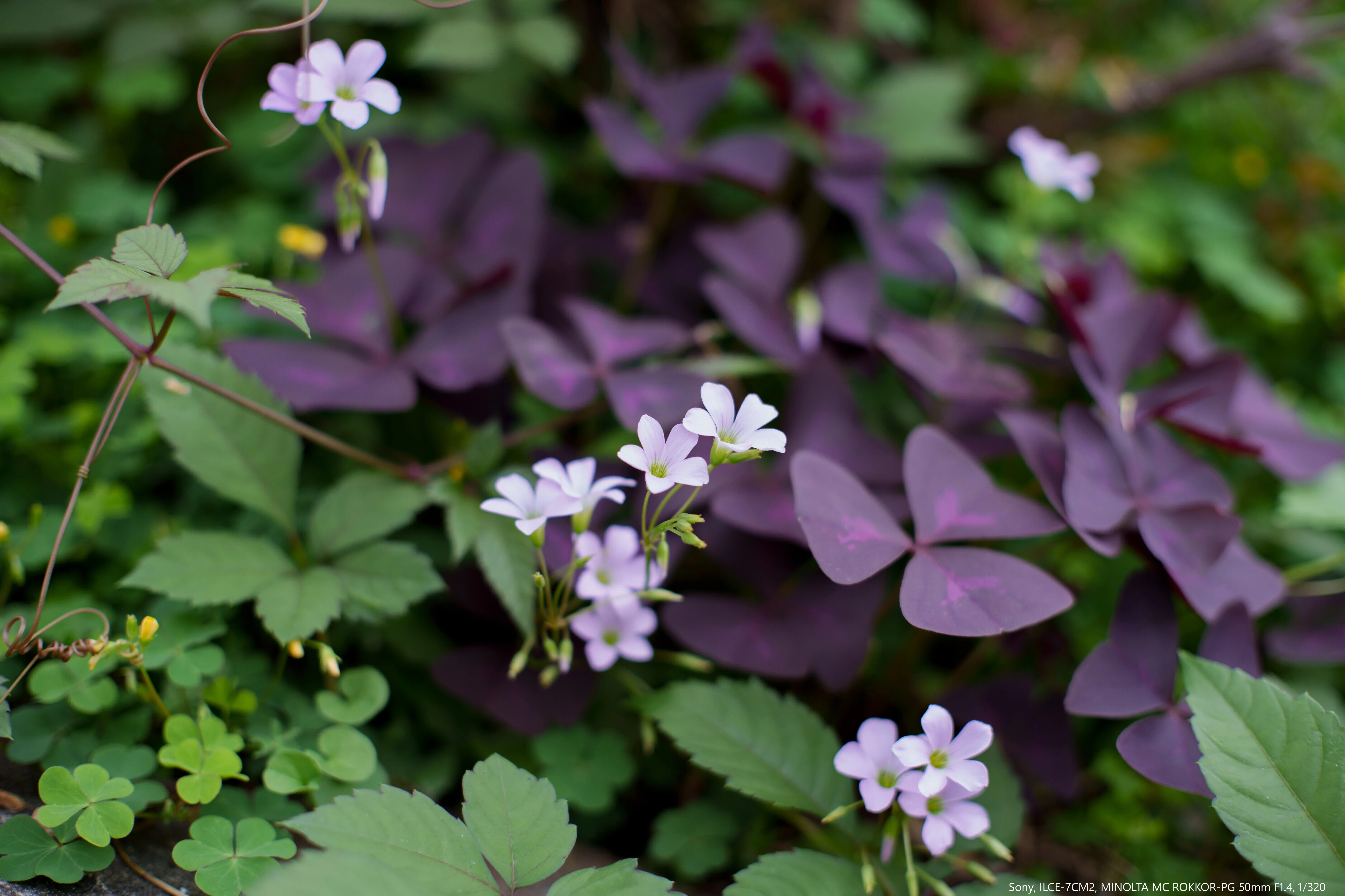 MINOLTA MC ROKKOR-PG 50mm F1.4｜shinsaka