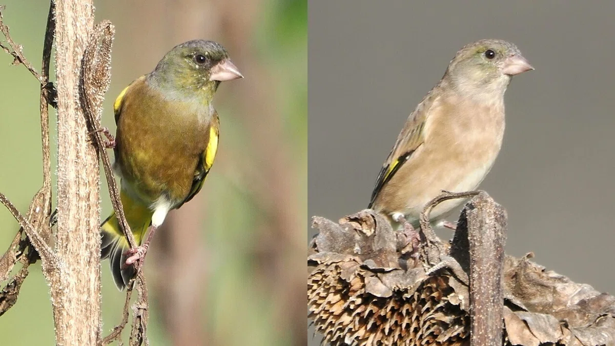 解説!鳥の鳴き声図鑑#027 ~秋に聞く!鳥の鳴き声6種~|OM SYSTEM