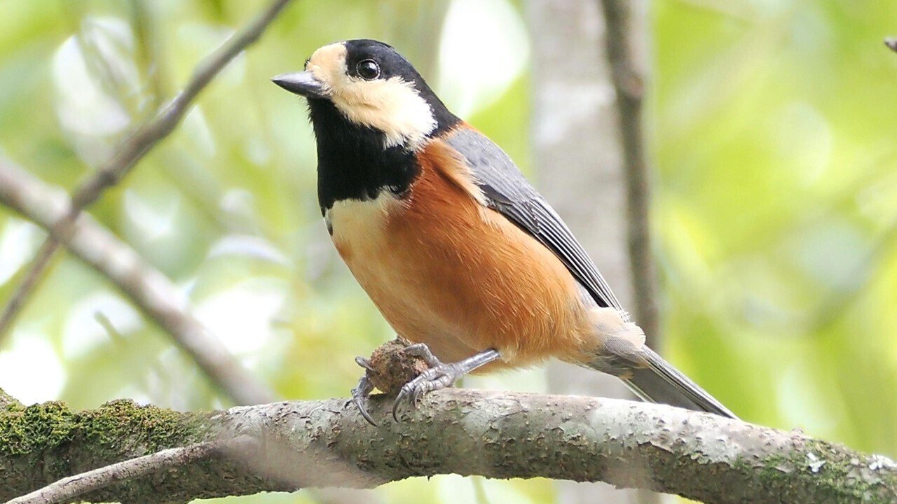 解説！鳥の鳴き声図鑑#027 ～秋に聞く！鳥の鳴き声6種～｜OM SYSTEM