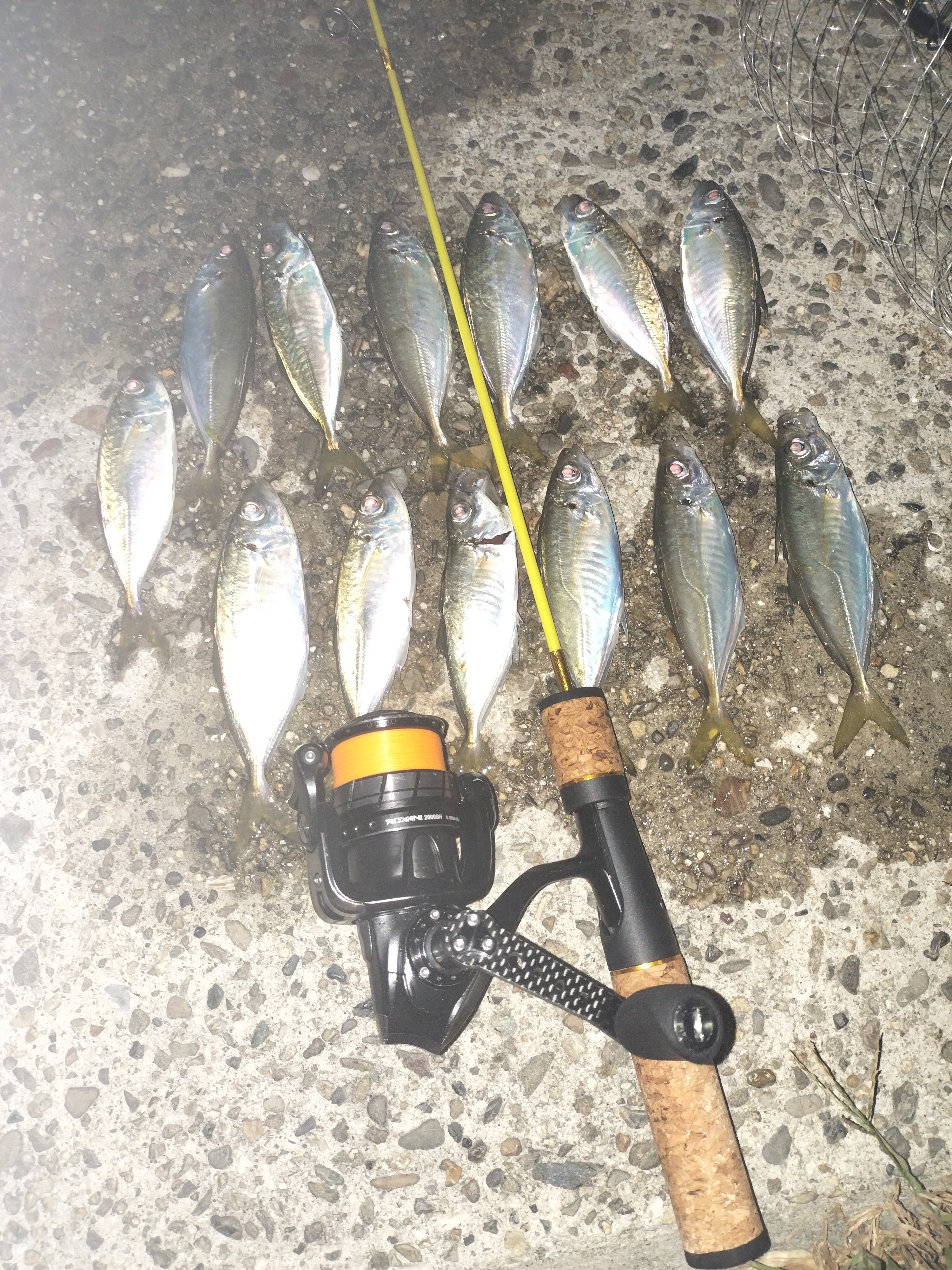 鱒レンジャー｜A Lifelong Beginner Aji Angler