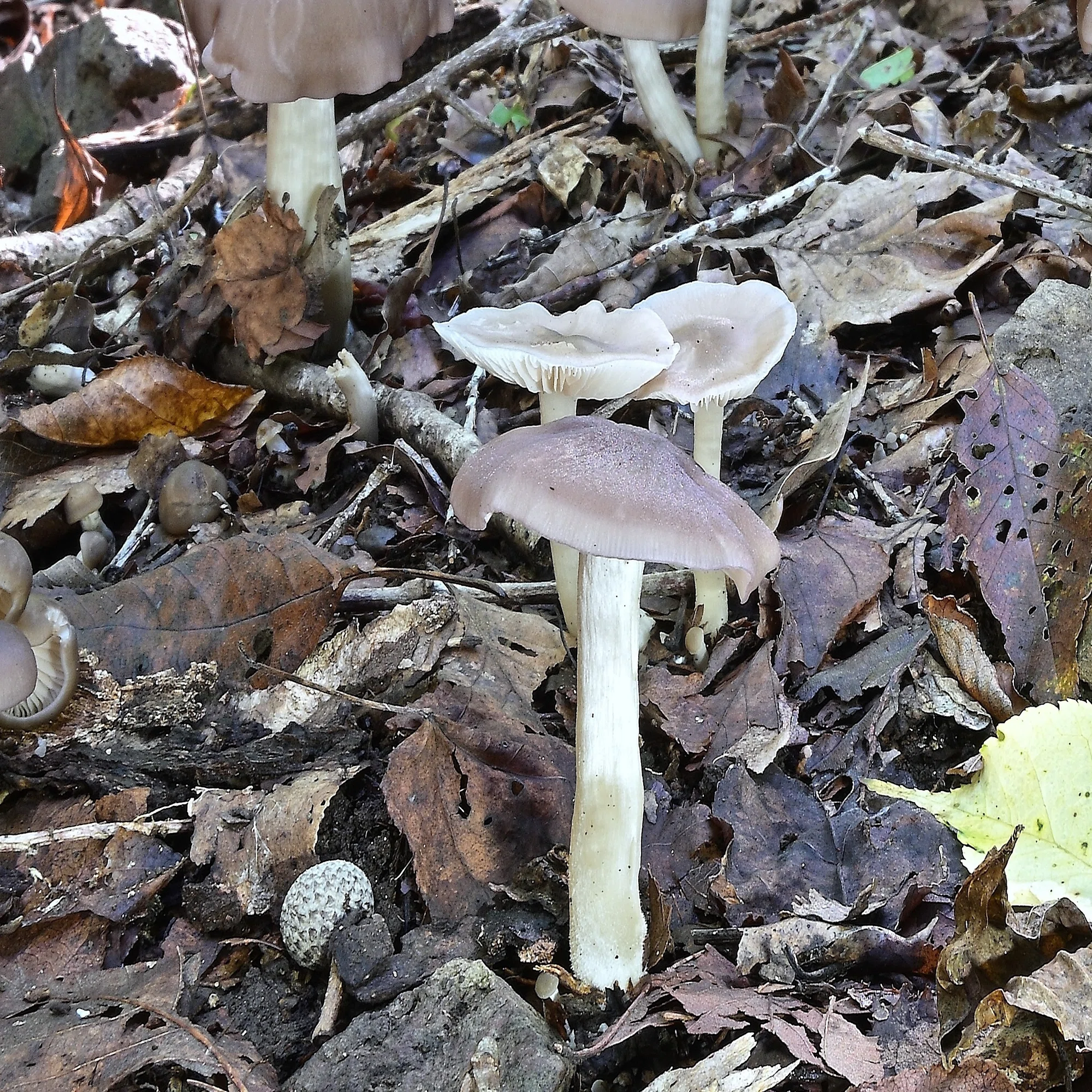 ウラベニホテイシメジは大人の味｜ゆたし