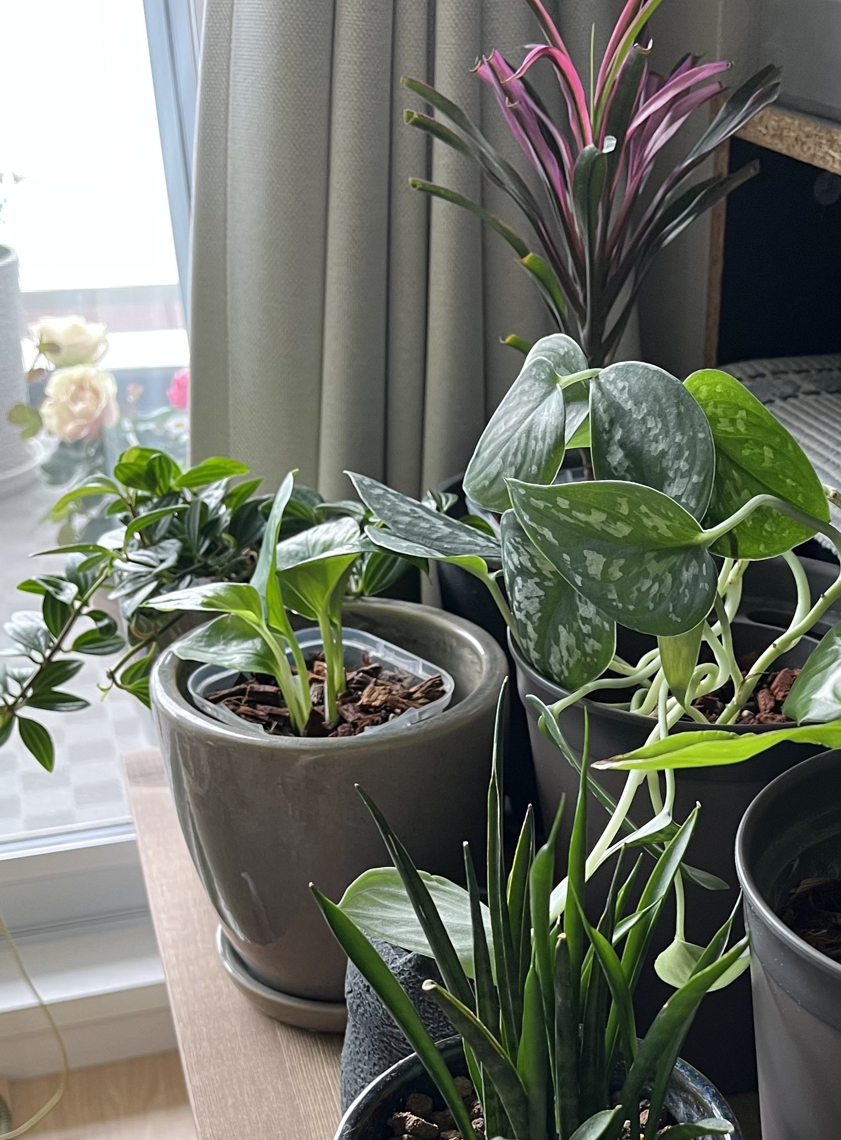 ドラセナかコルジリネか を確認｜Strelitzia