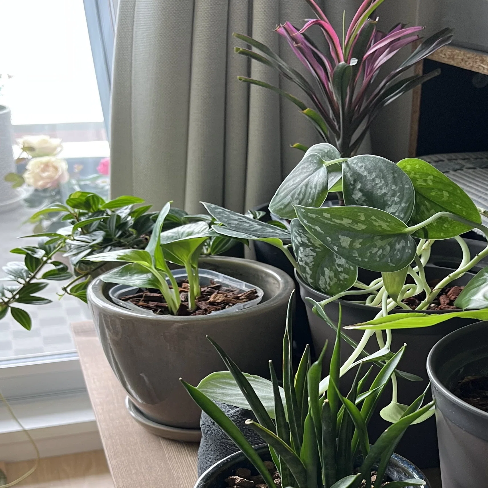 ドラセナかコルジリネか を確認｜Strelitzia