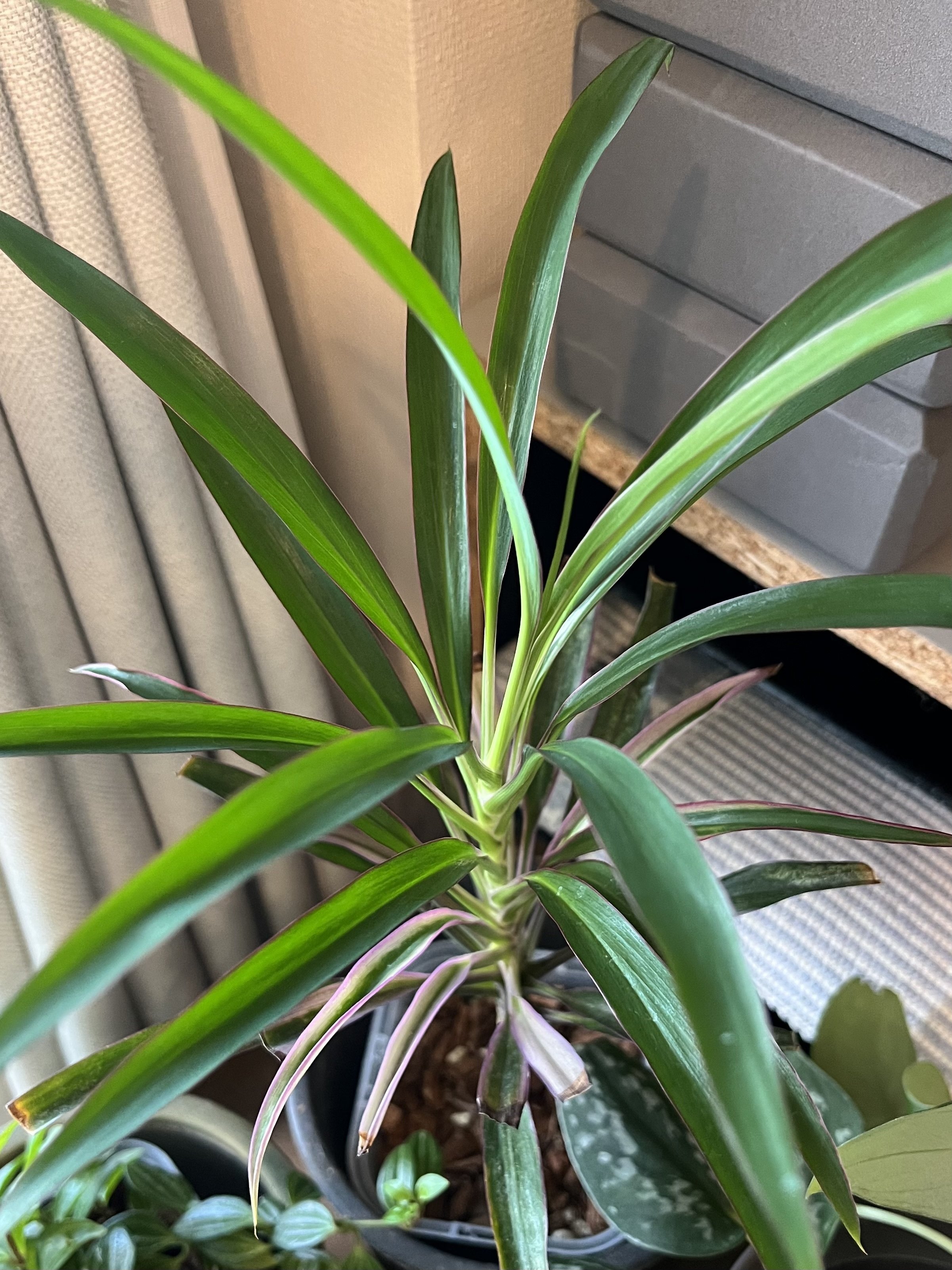 ドラセナかコルジリネか を確認｜Strelitzia