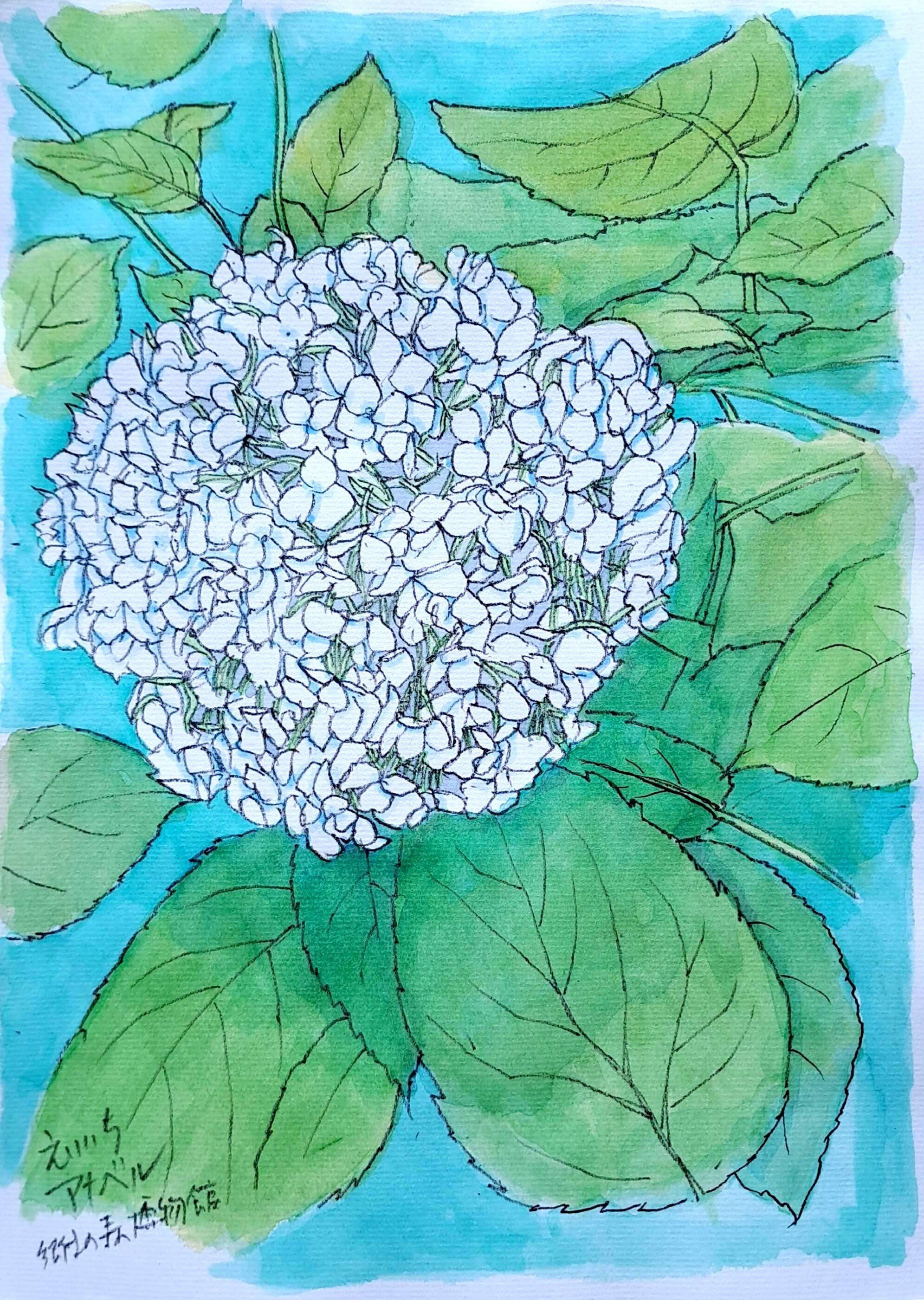 花スケッチ：彩色作品紹介＞府中・郷土の森博物館」のアナベル