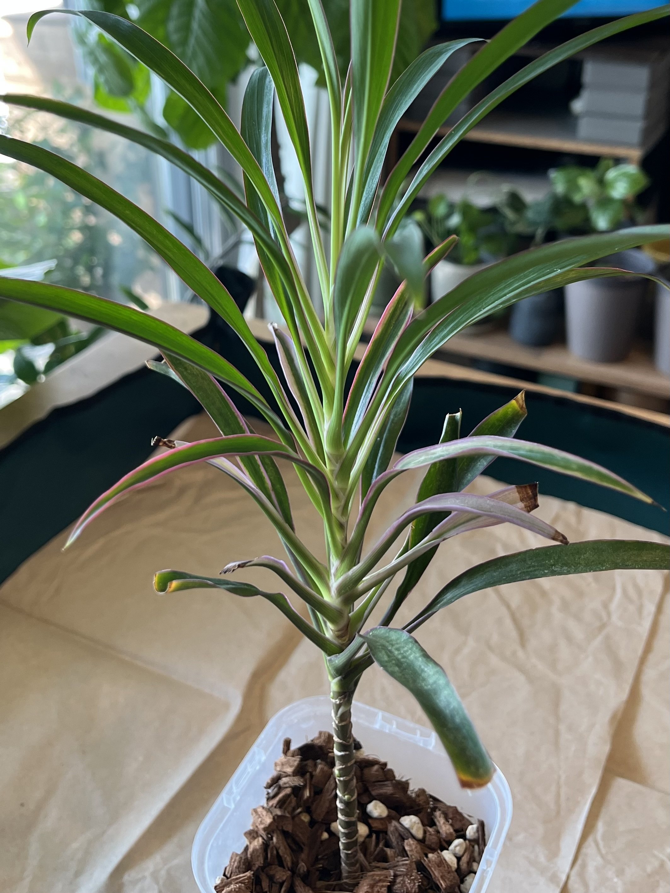 ドラセナかコルジリネか を確認｜Strelitzia