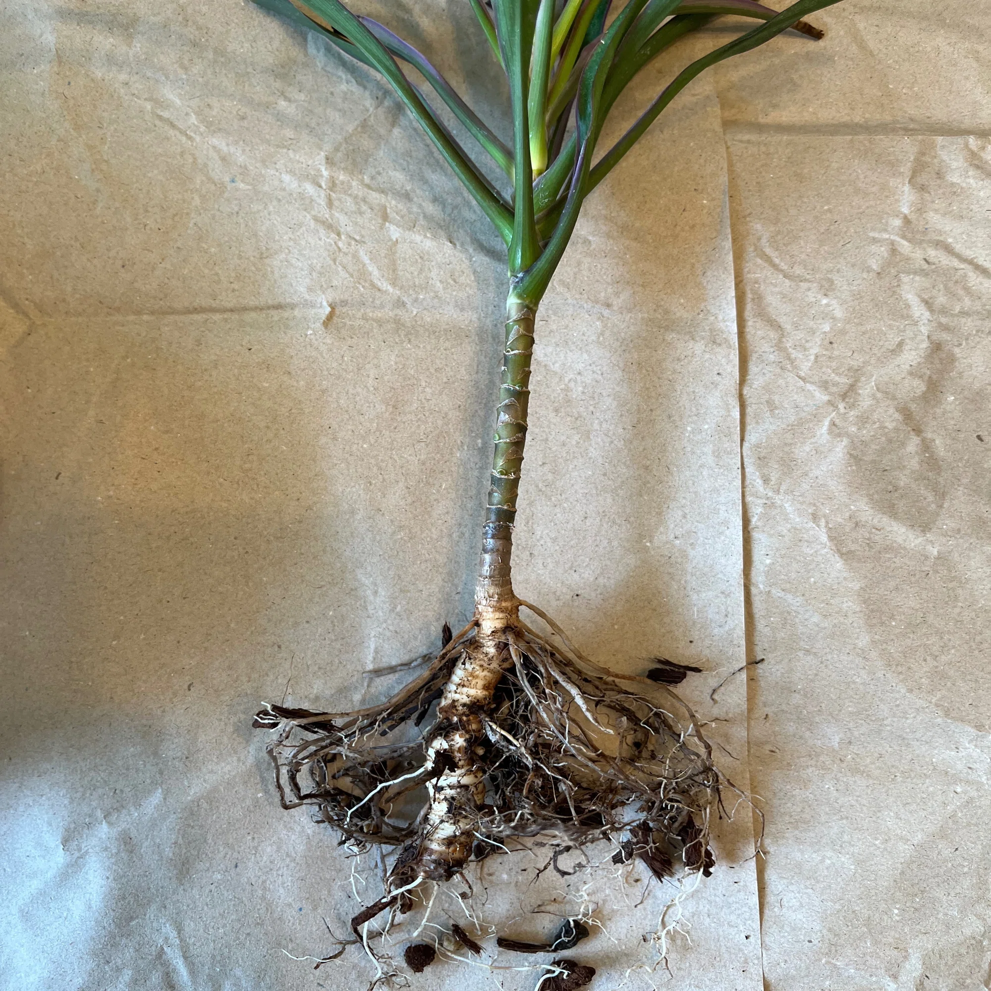 ドラセナかコルジリネか を確認｜Strelitzia