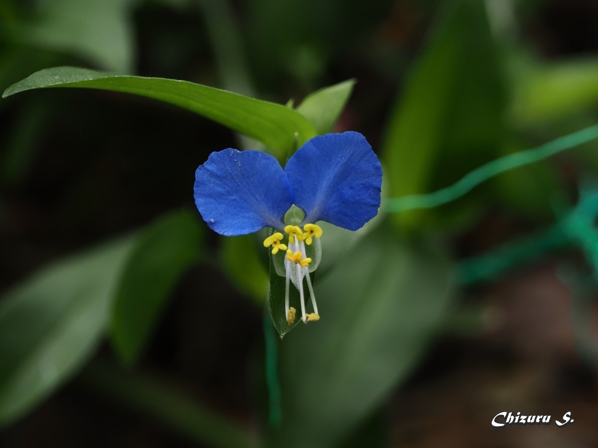 ツユクサ ツユクサ｜Chizuru