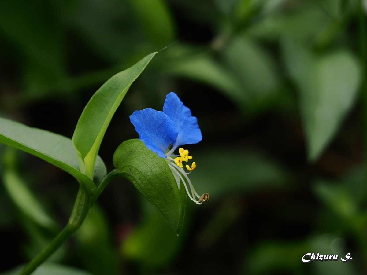 ツユクサ ツユクサ｜Chizuru