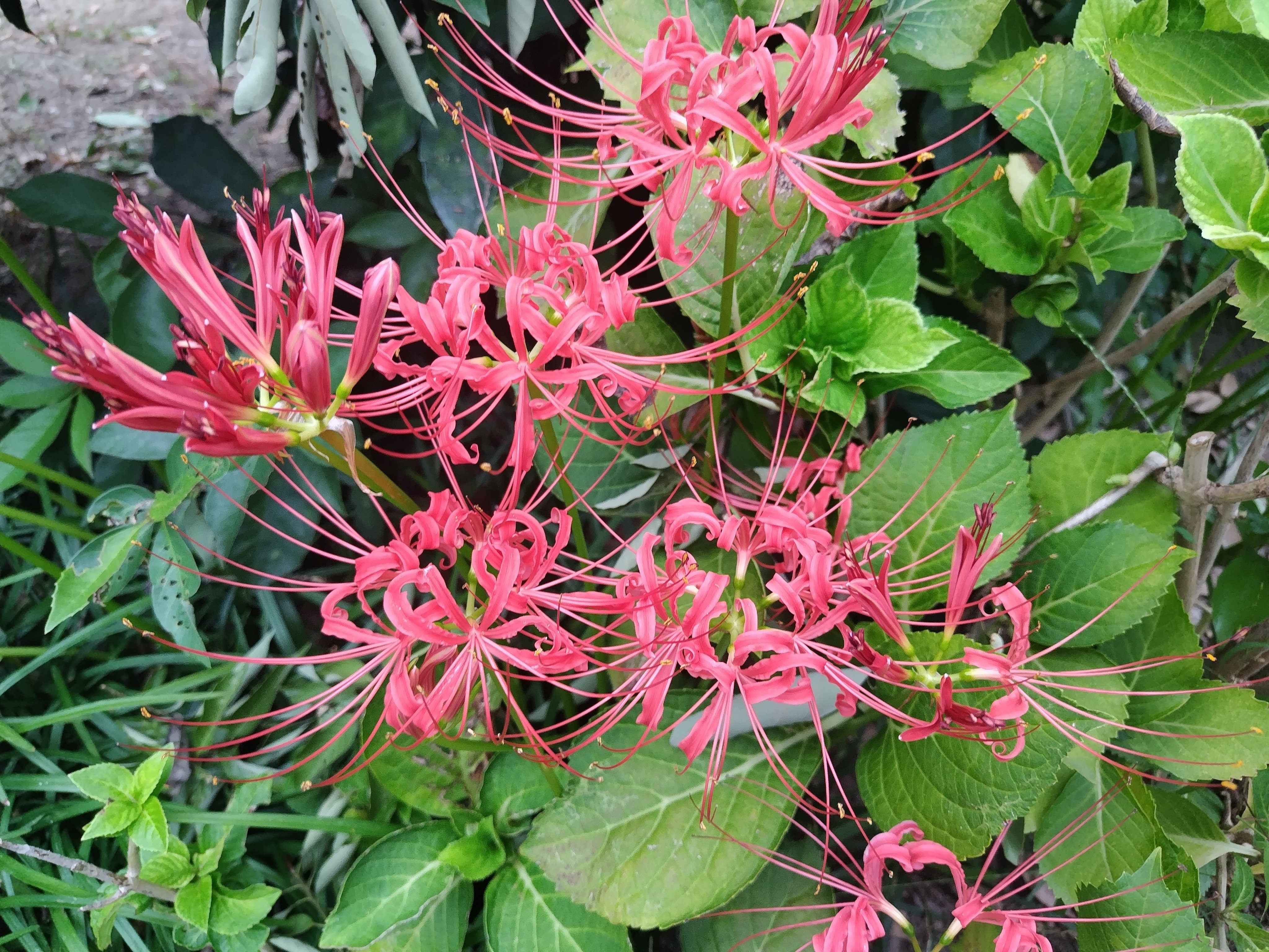 今日の花#42 彼岸花｜ジャスミンティータイム