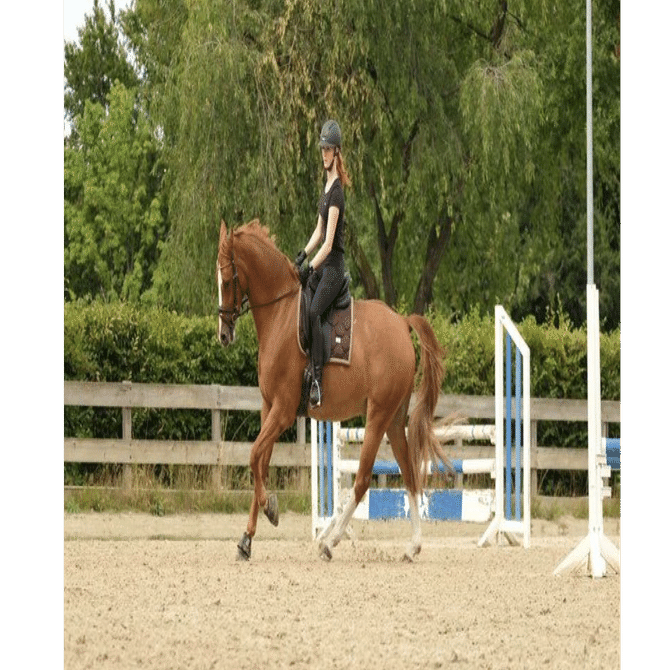 ③ 私が知っている強くて優しいドイツ（ベルリン・バイツ 乗馬旅編