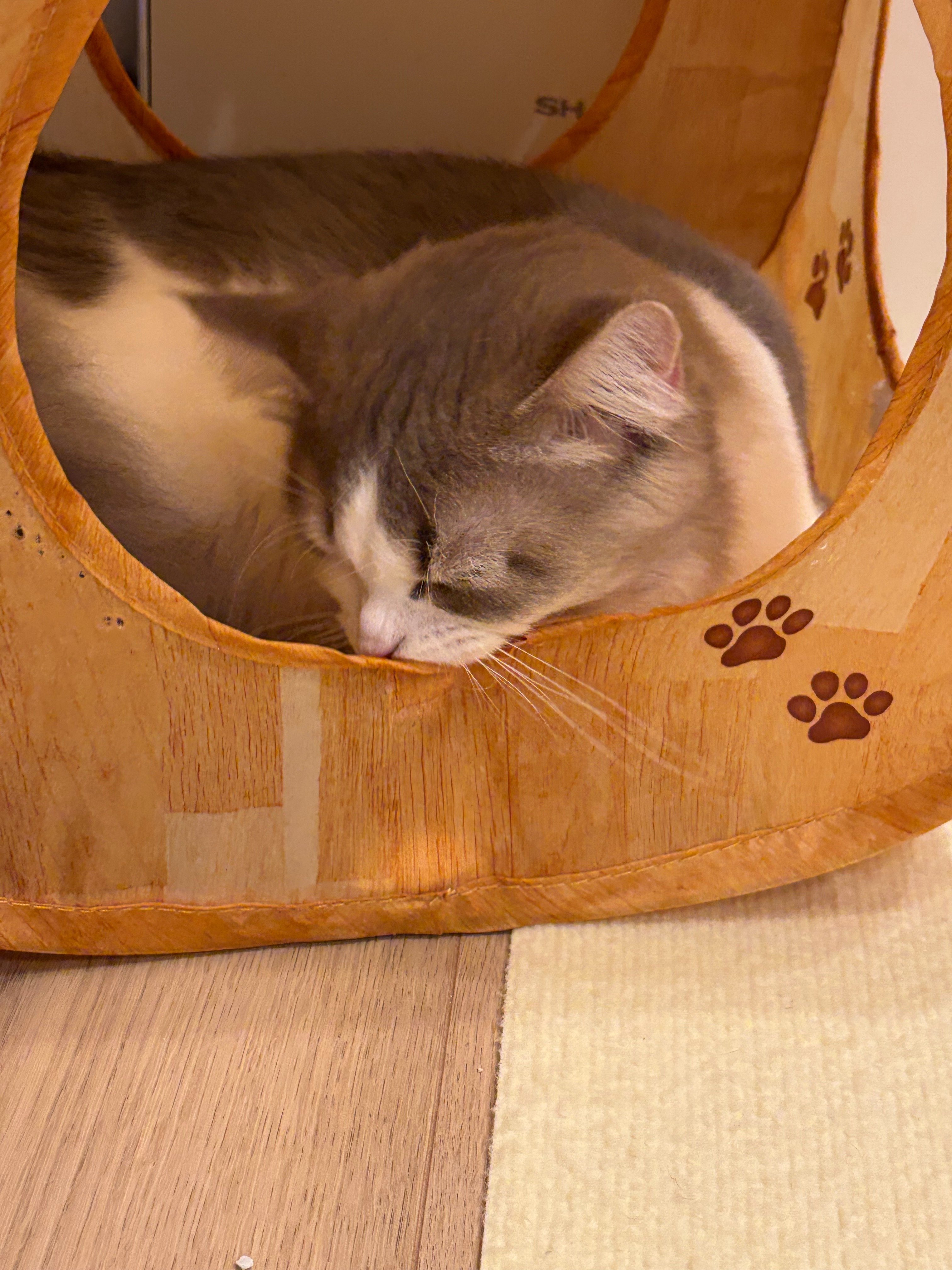 愛猫ちゅぺ日記ぷち｜今日は飛び石祝日。映画を見たり、猫を撫で