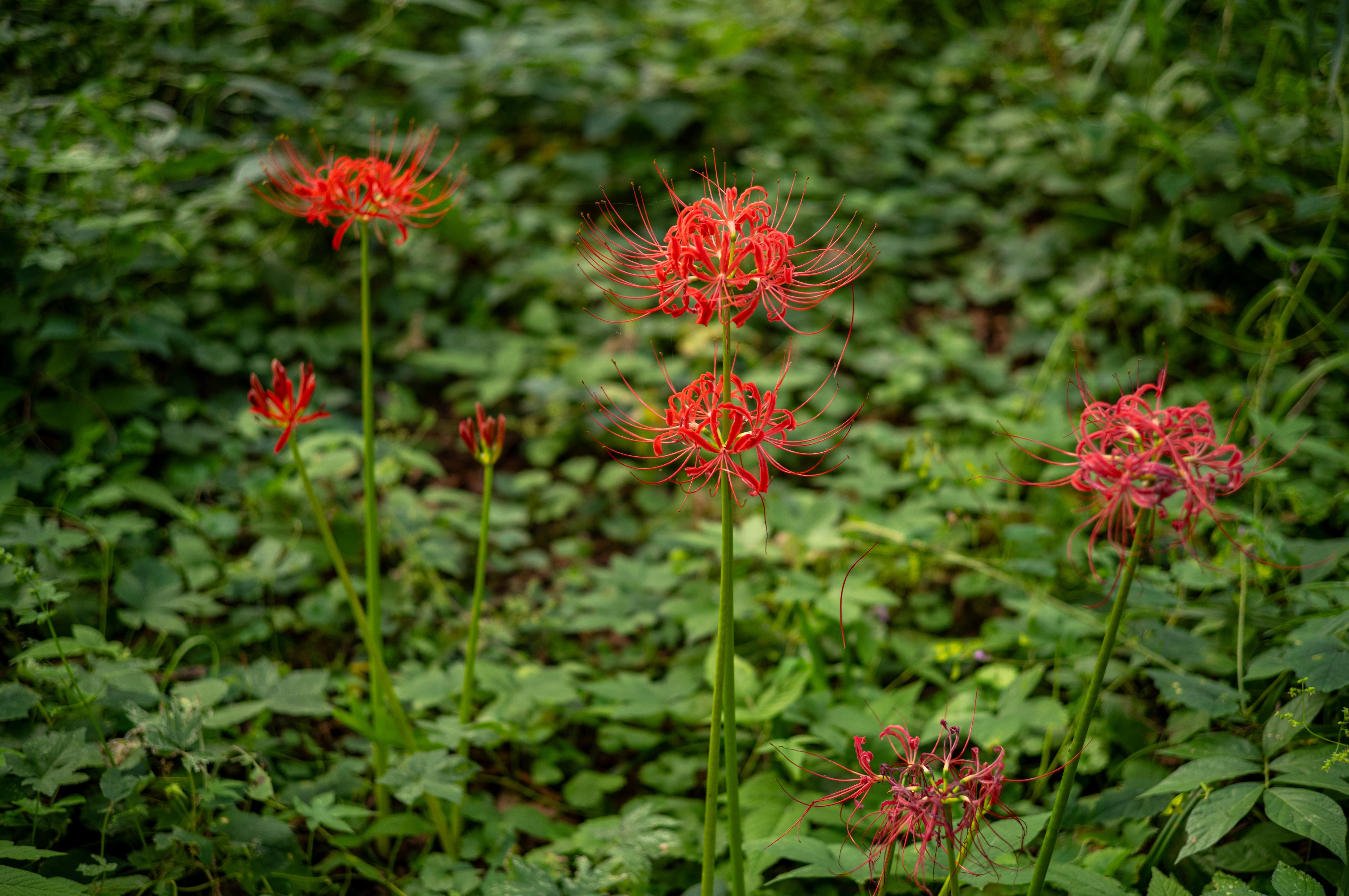 続・彼岸花2025｜teru