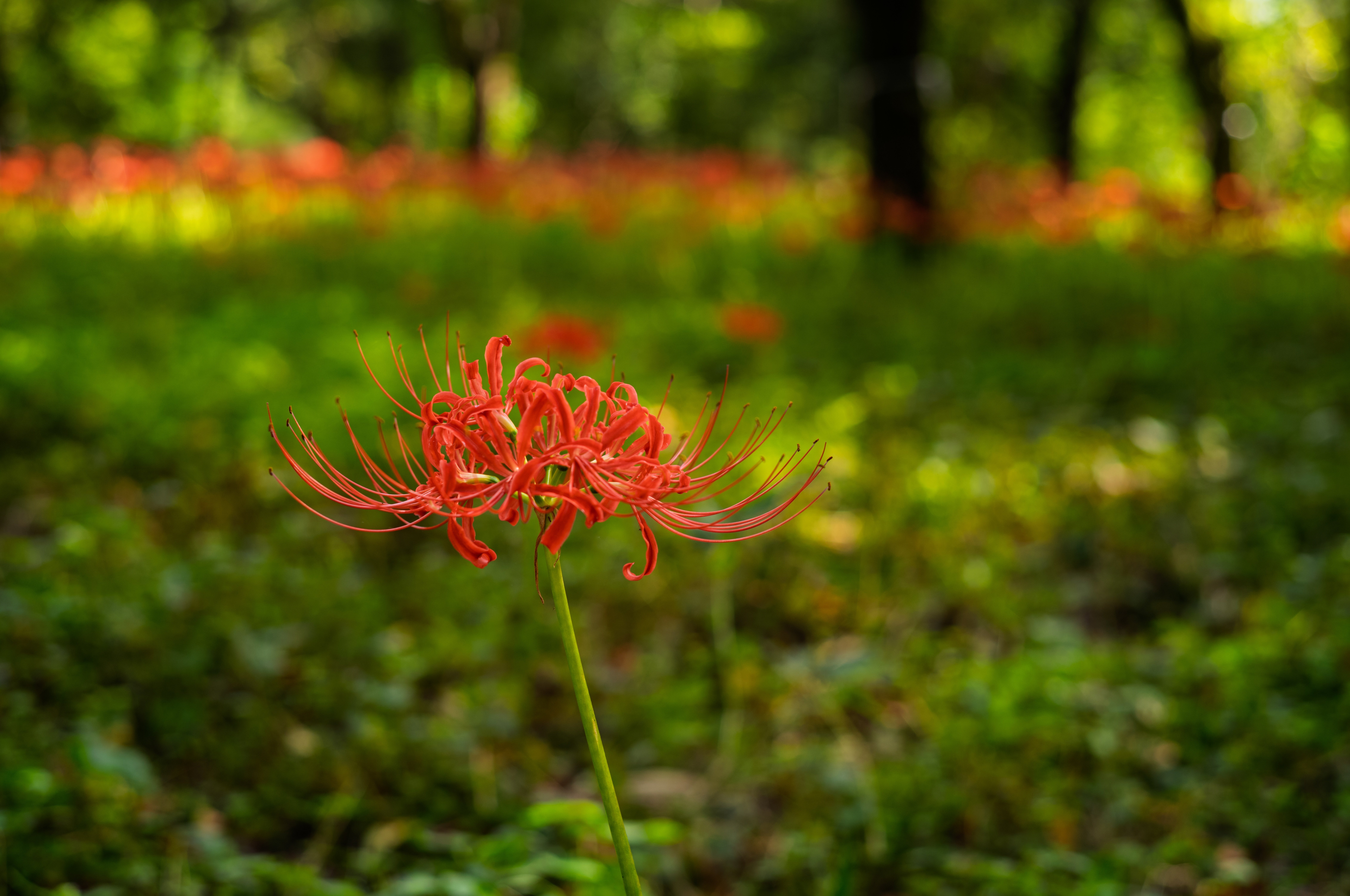 続・彼岸花2025｜teru