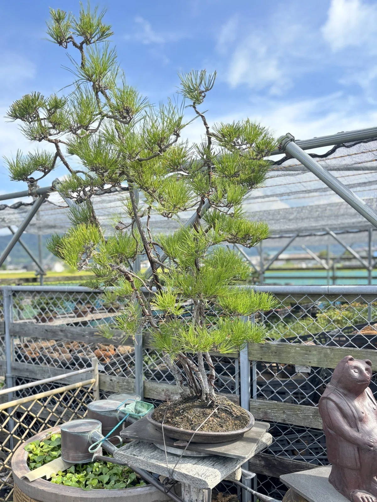 いまや希少な盆栽-BONSAI-専門店「いよじ園」（愛媛・松前町）に行った
