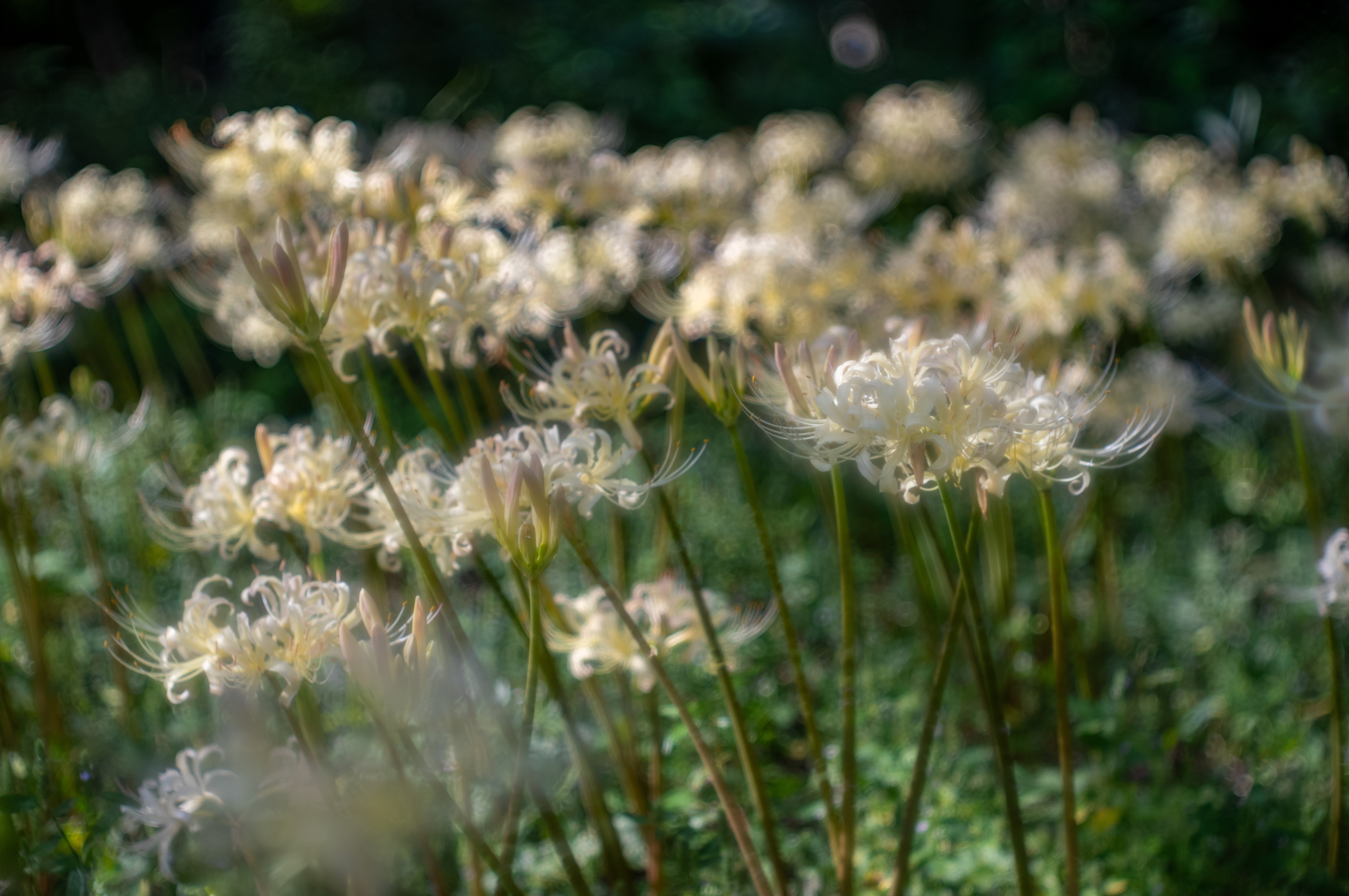 彼岸花　2024WS公認球２個セット 🌄彼岸花電車2025 Cluster amaryllis and train at dusk