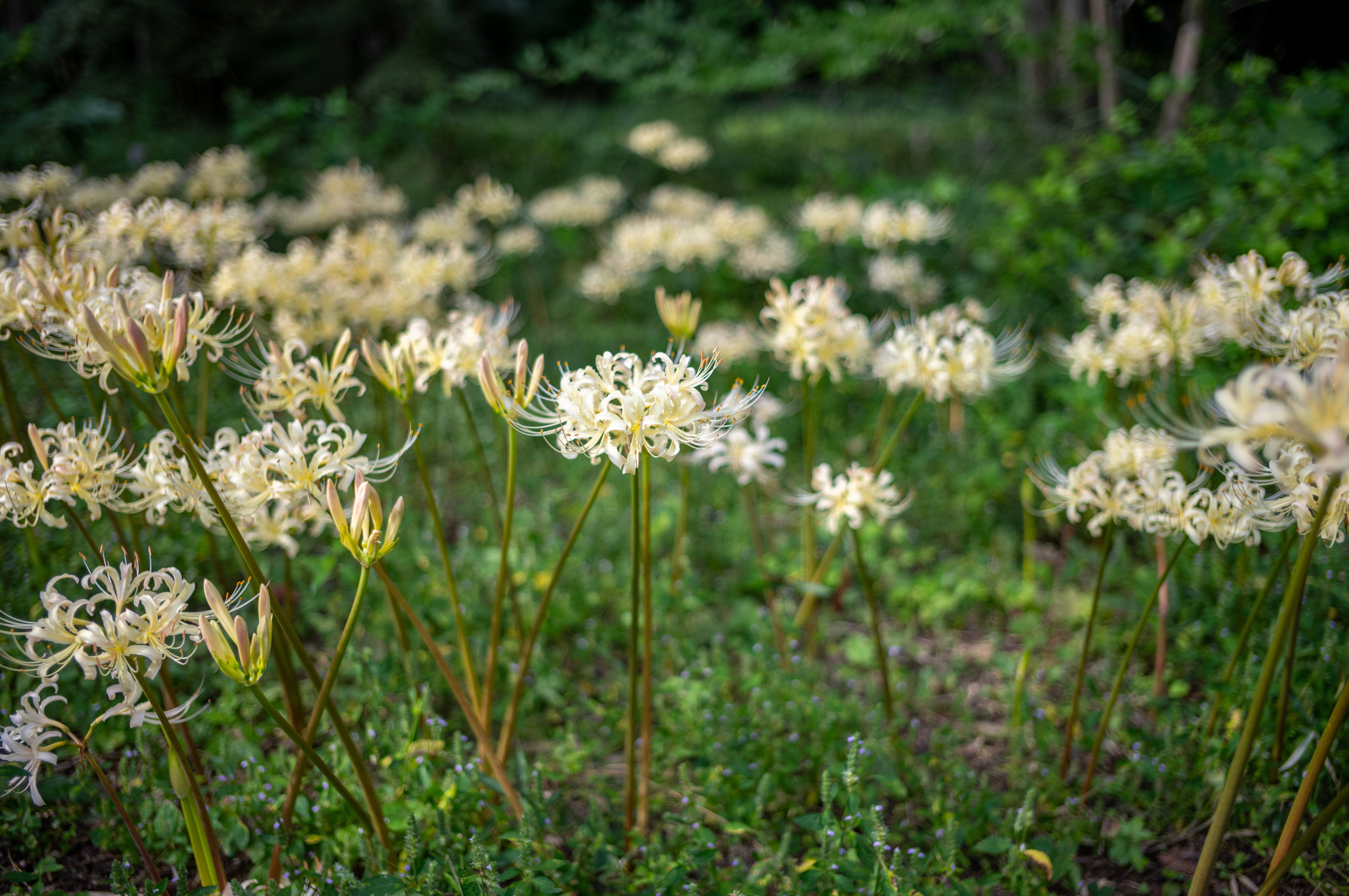 続・彼岸花2025｜teru