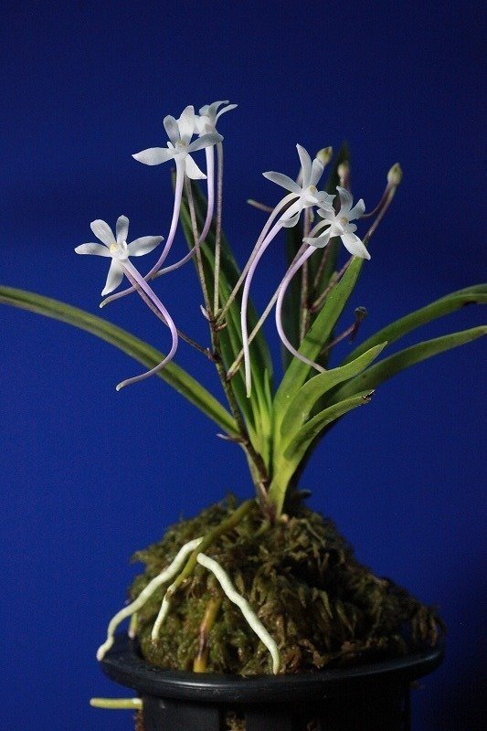 フウラン「山採り(奄美産)」の花｜KJ Morison