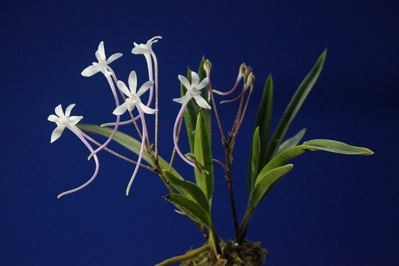 フウラン「山採り(奄美産)」の花｜KJ Morison