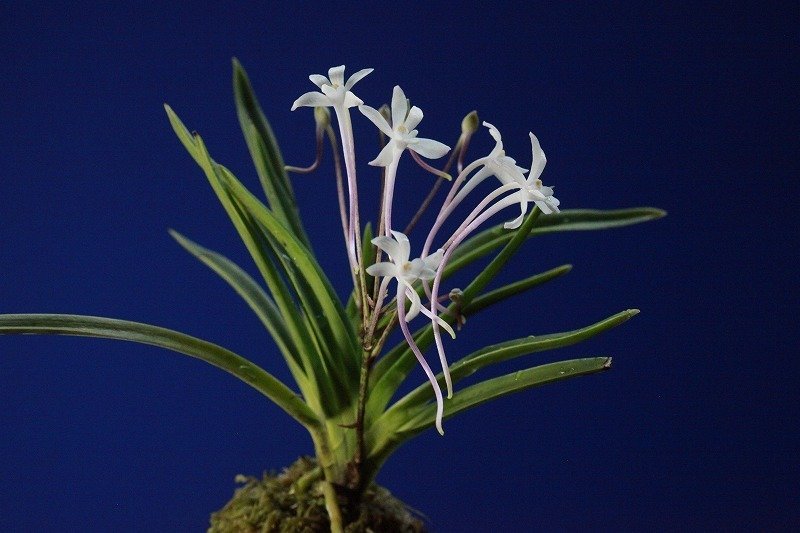 フウラン満開!!（参考！非売品） フウラン「山採り(奄美産)」の花｜KJ Morison