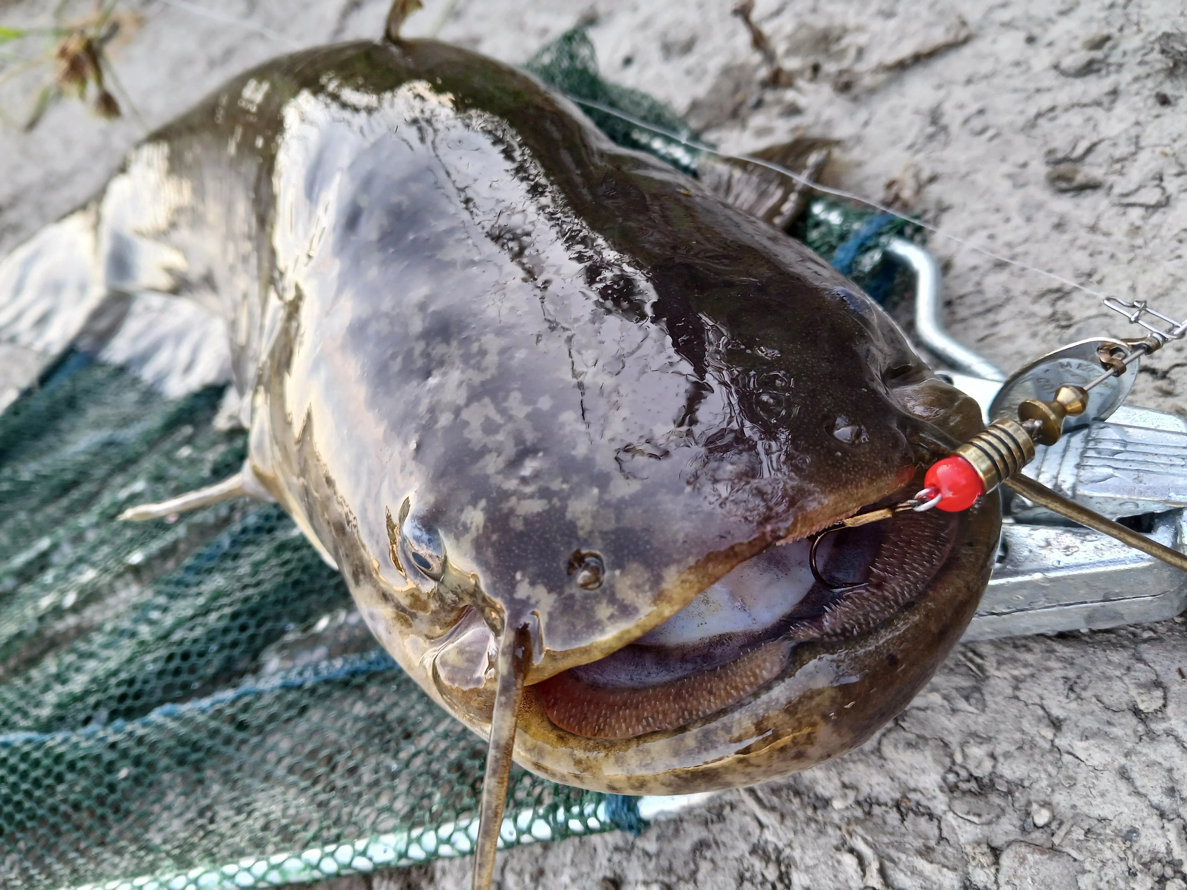 都市河川ルアー釣り ウグイングの筈が…大ナマズに遊んでもらった話
