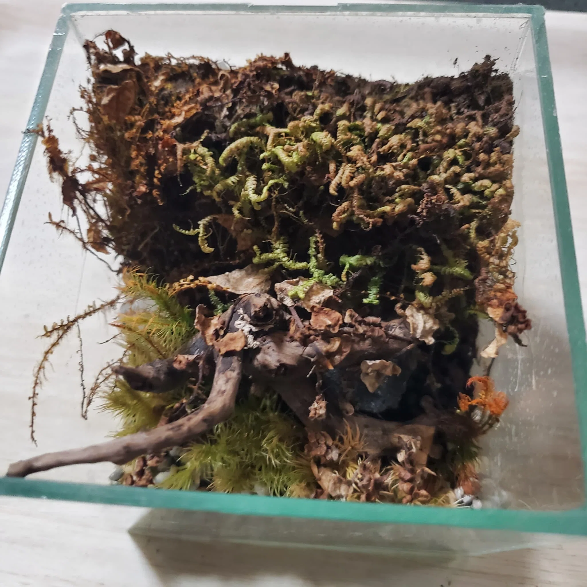 10cmキューブの苔テラリウムをメンテナンス!3個目|moss paradise3055 10cmキューブの苔テラリウムをメンテナンス!3個目|moss paradise3055