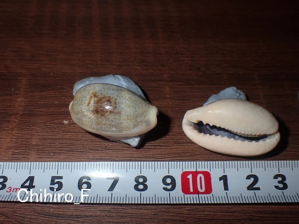 拾いに行くならこんな貝殻⑤ナツメモドキ、ホシキヌタ、タマウラシマ