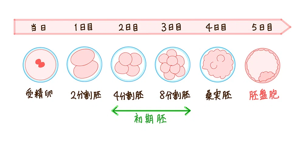【不妊治療/不妊鍼灸】体外受精の移植で聞く初期胚・胚盤胞・新鮮胚・凍結胚の違いと妊娠率|ふくもと鍼灸治療院