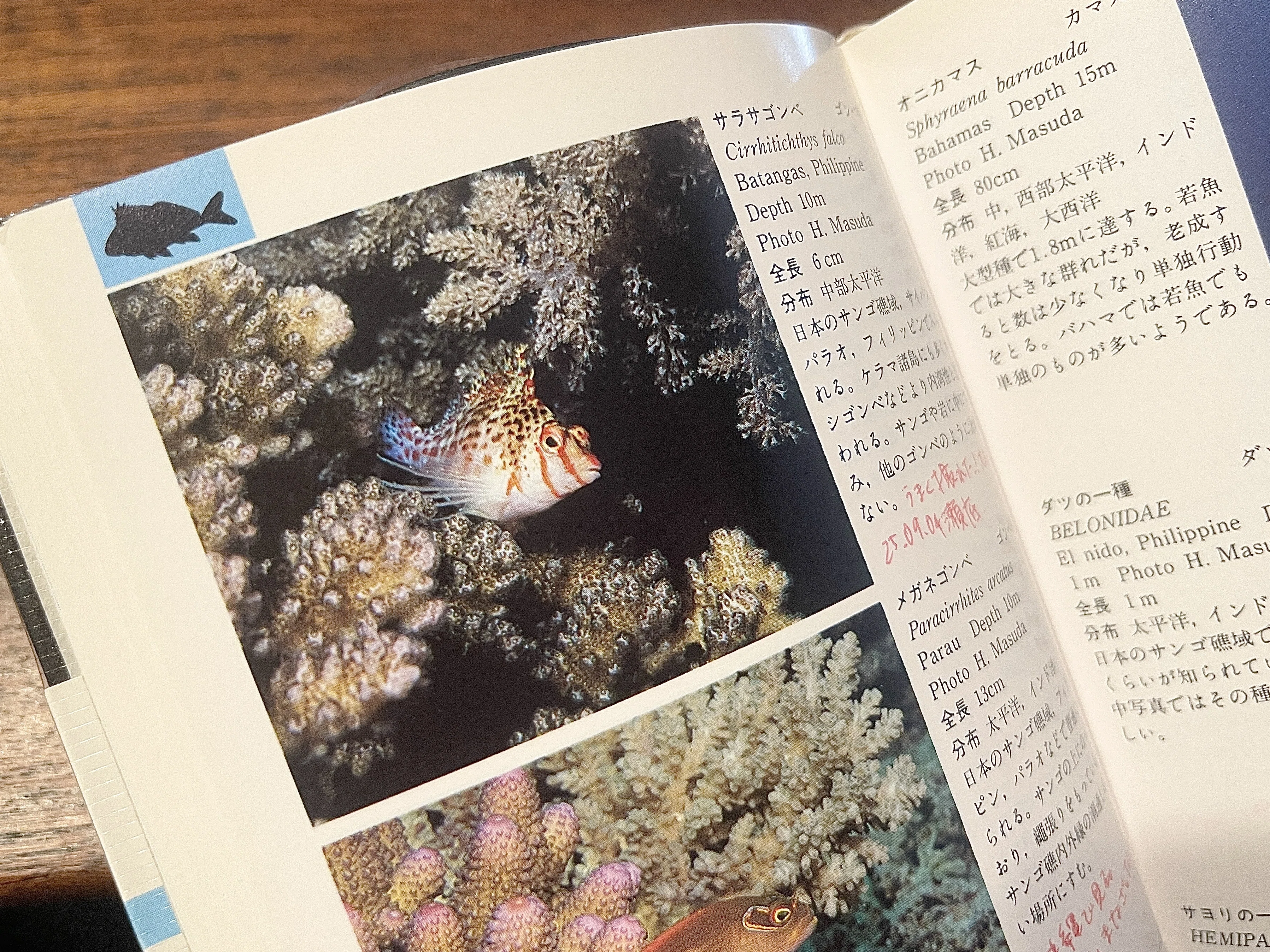 海をめくる〉 旅先での海水浴が100倍楽しくなる！ 