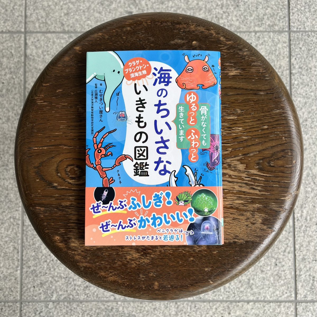 海の無脊椎動物たちトークイベント！／でんか＆むせきつい屋さん