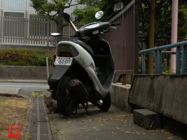 はるちゃん 1日1枚猫写真】ノラ猫ポチと自由猫 今日の過去猫写真4812｜ノラ