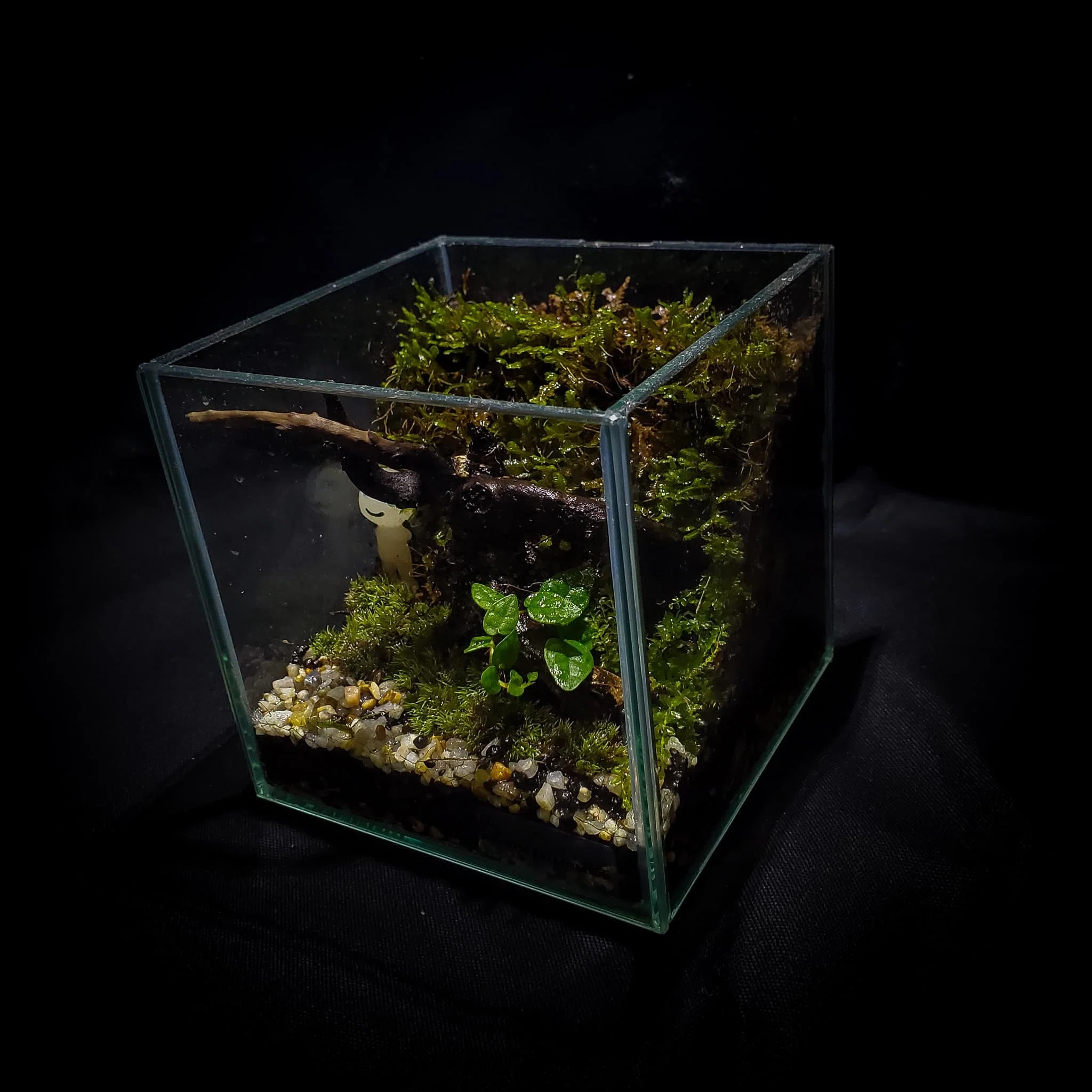 苔テラリウム　ガラスキューブ 10cmキューブの苔テラリウムをメンテナンス！3個目｜moss paradise3055