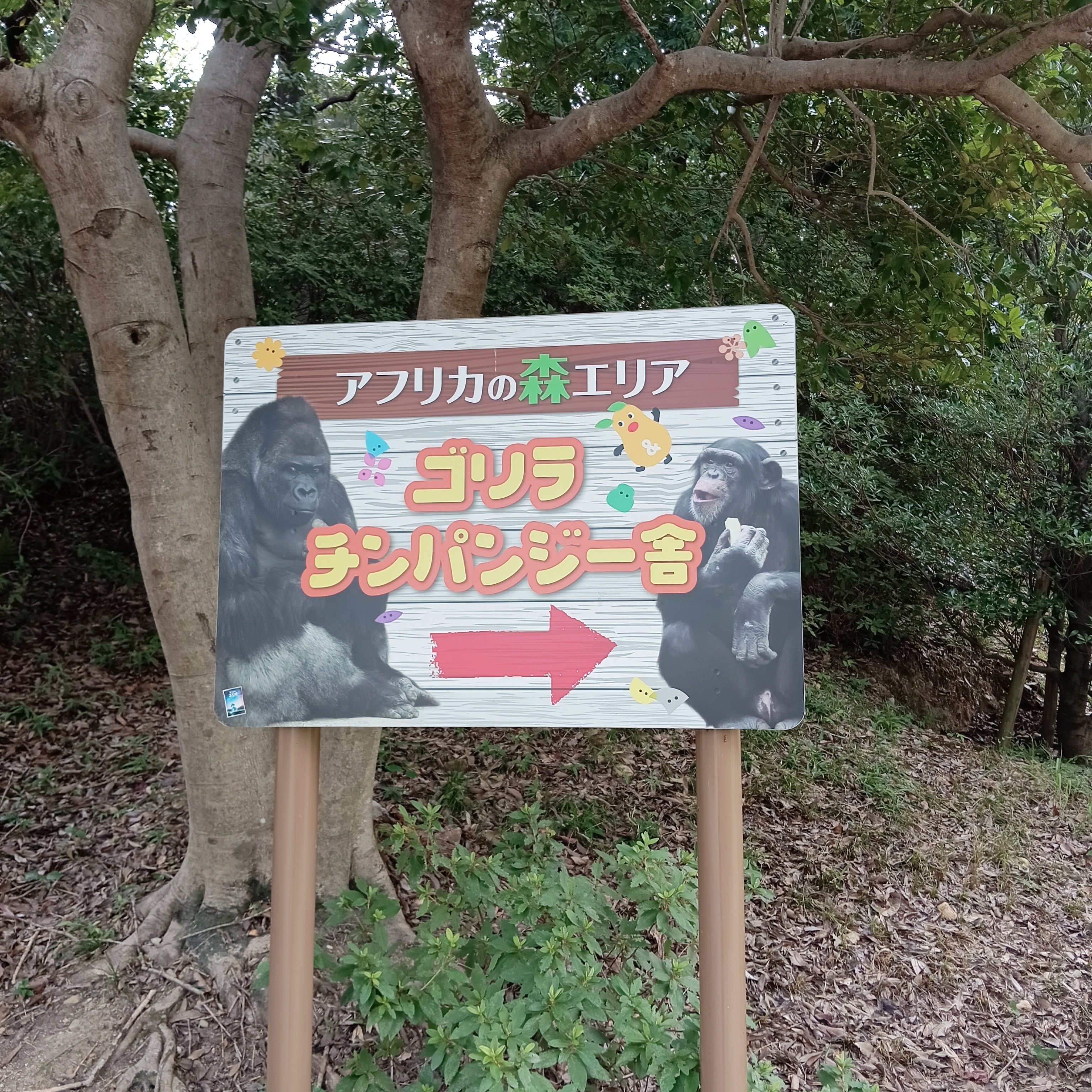 みんなのゴリラ｜森ノ琴