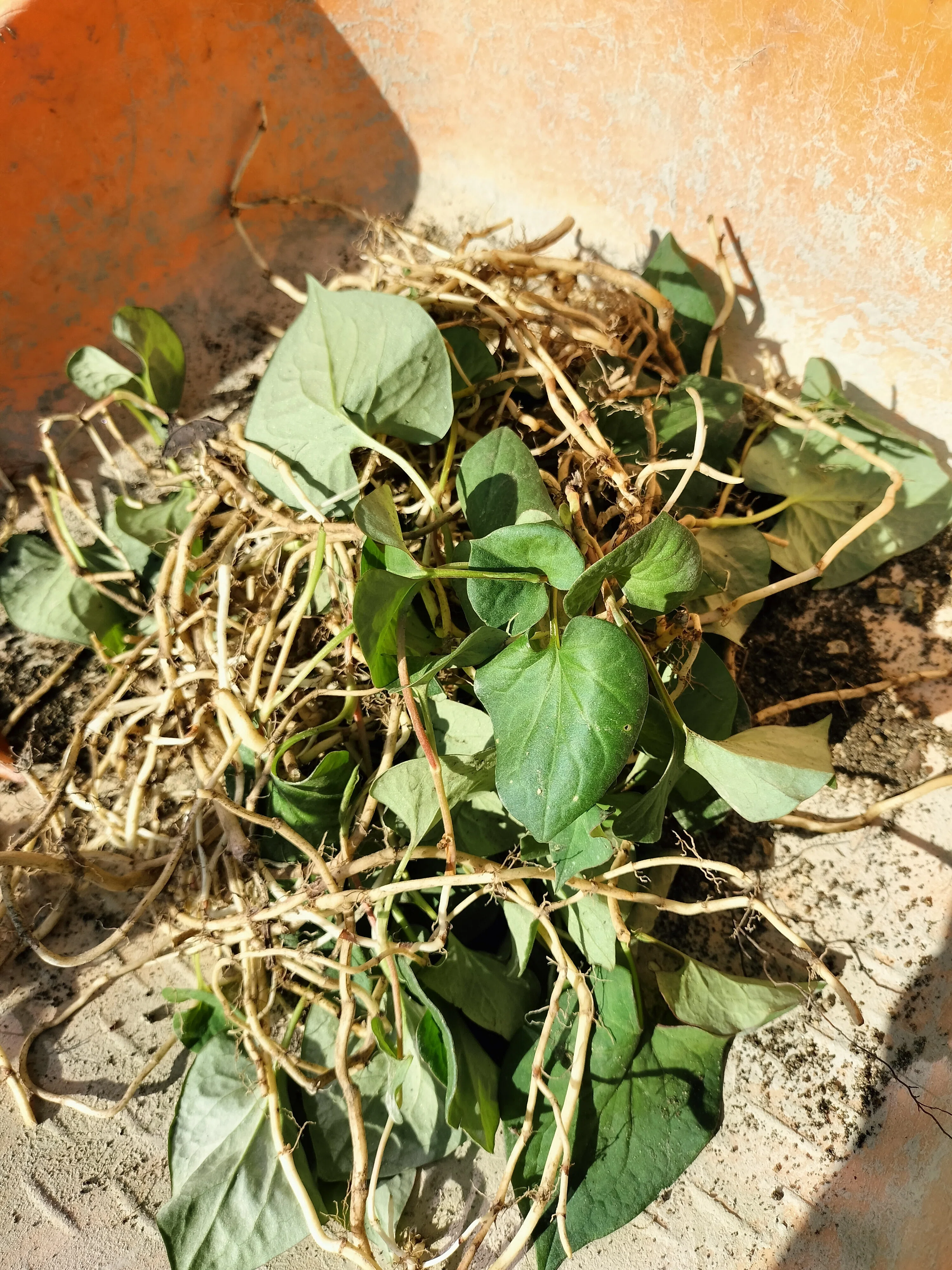 驚異の生命力！ドクダミは薬草か、雑草か？！｜raro工房
