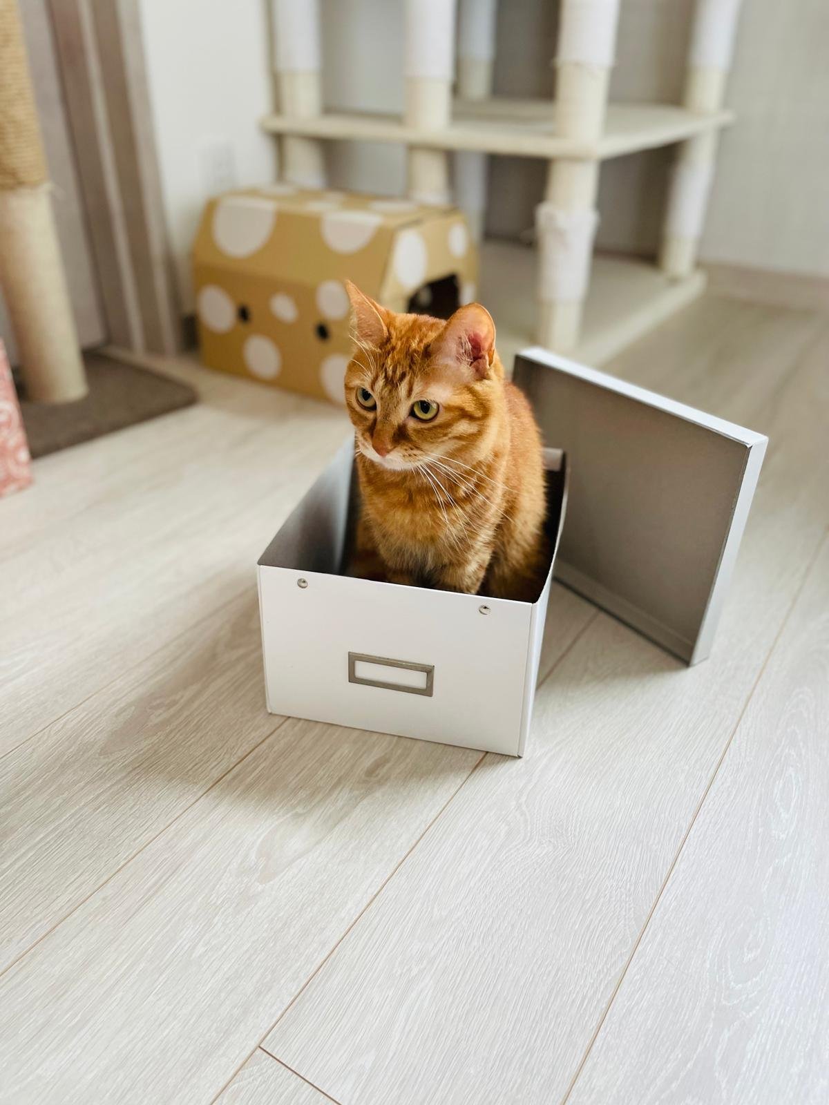 猫 愛の箱を覗く ※額装済み プレゼントボックス | Yosuke Awata