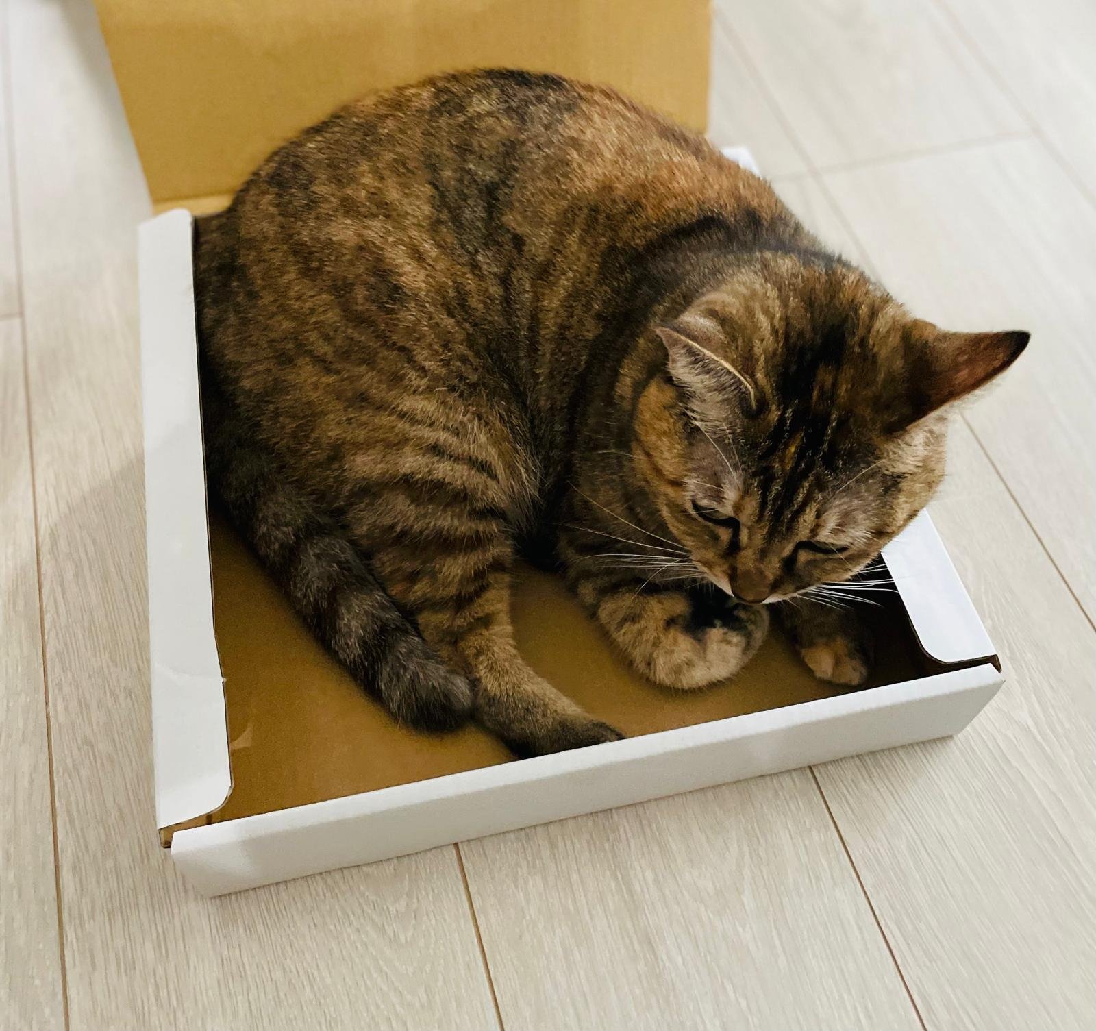 猫 愛の箱を覗く ※額装済み 猫 愛の箱を覗く ※額装済み