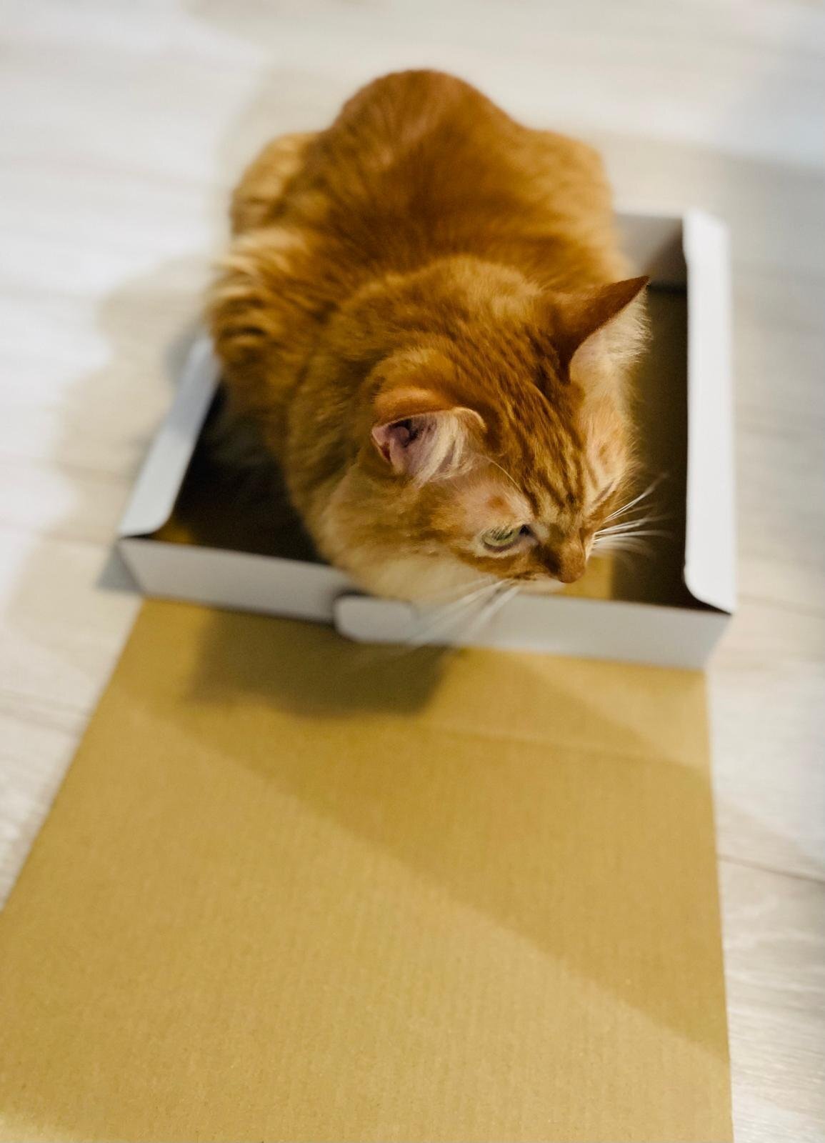 本日の猫たち #362（箱入り猫たち）｜MIU