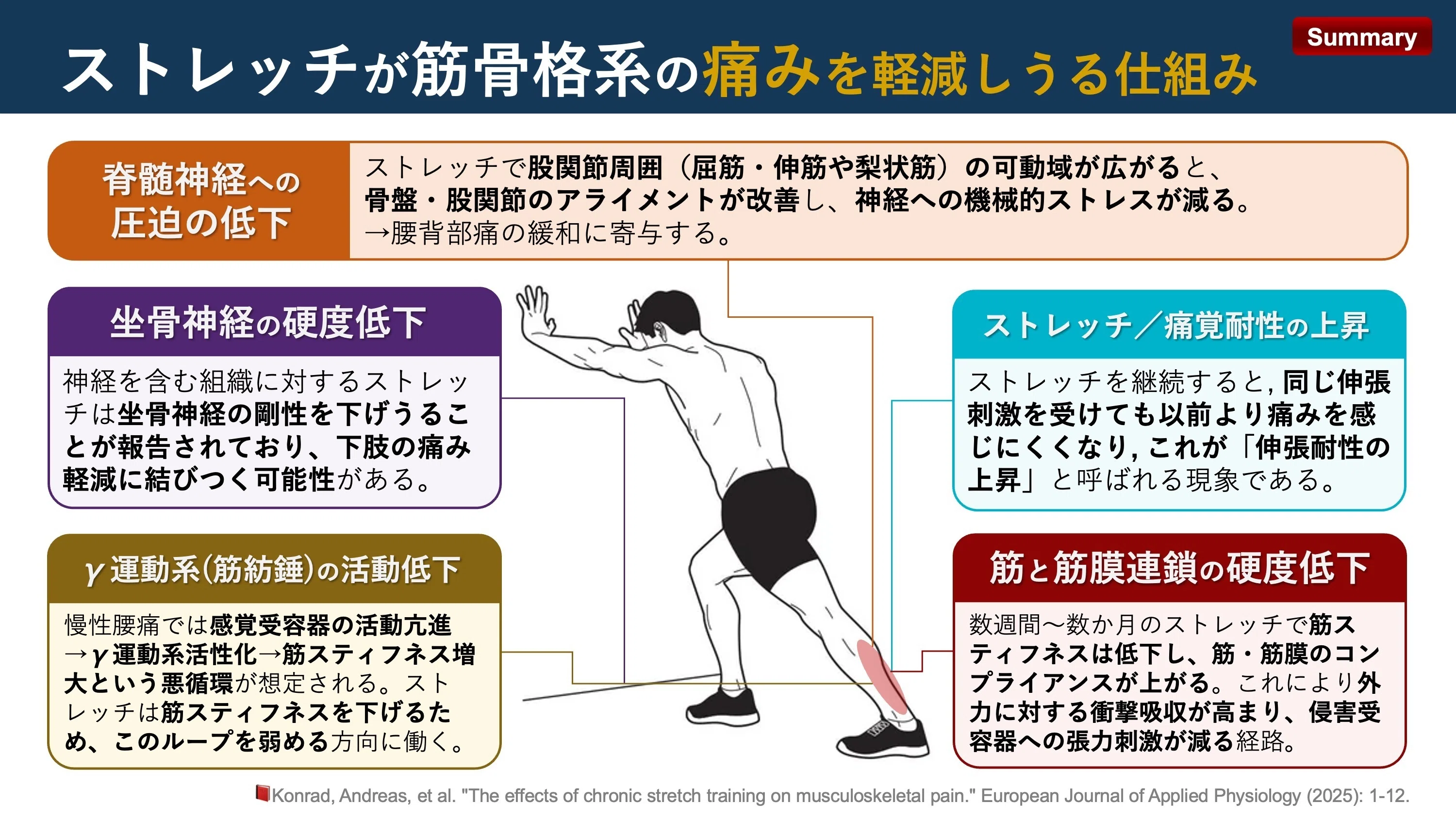 ストレッチが痛みを軽減する仕組み｜Super Human | 理学療法士／保健学