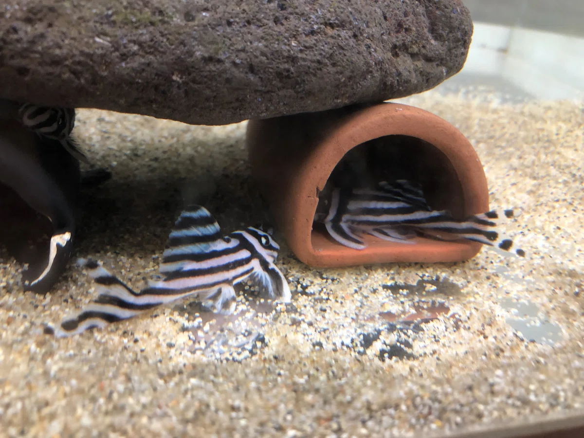 インペリアルゼブラプレコの飼育方法｜だんごむし。／趣味熱帯魚ブリーダー