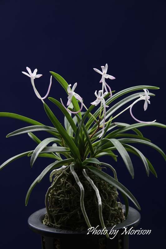 富貴蘭(山桃花)の花｜KJ Morison