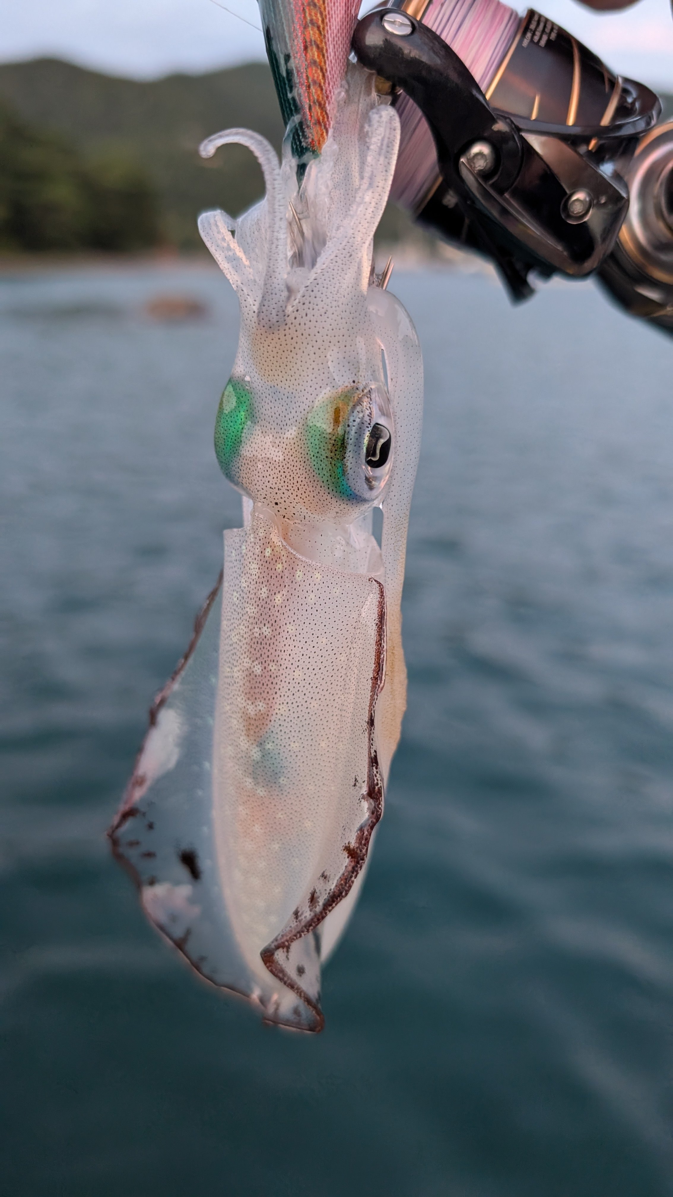 イカ、エギング 春のエギング | 釣りをもっとお手軽に… -【公式】株式会社プロックス