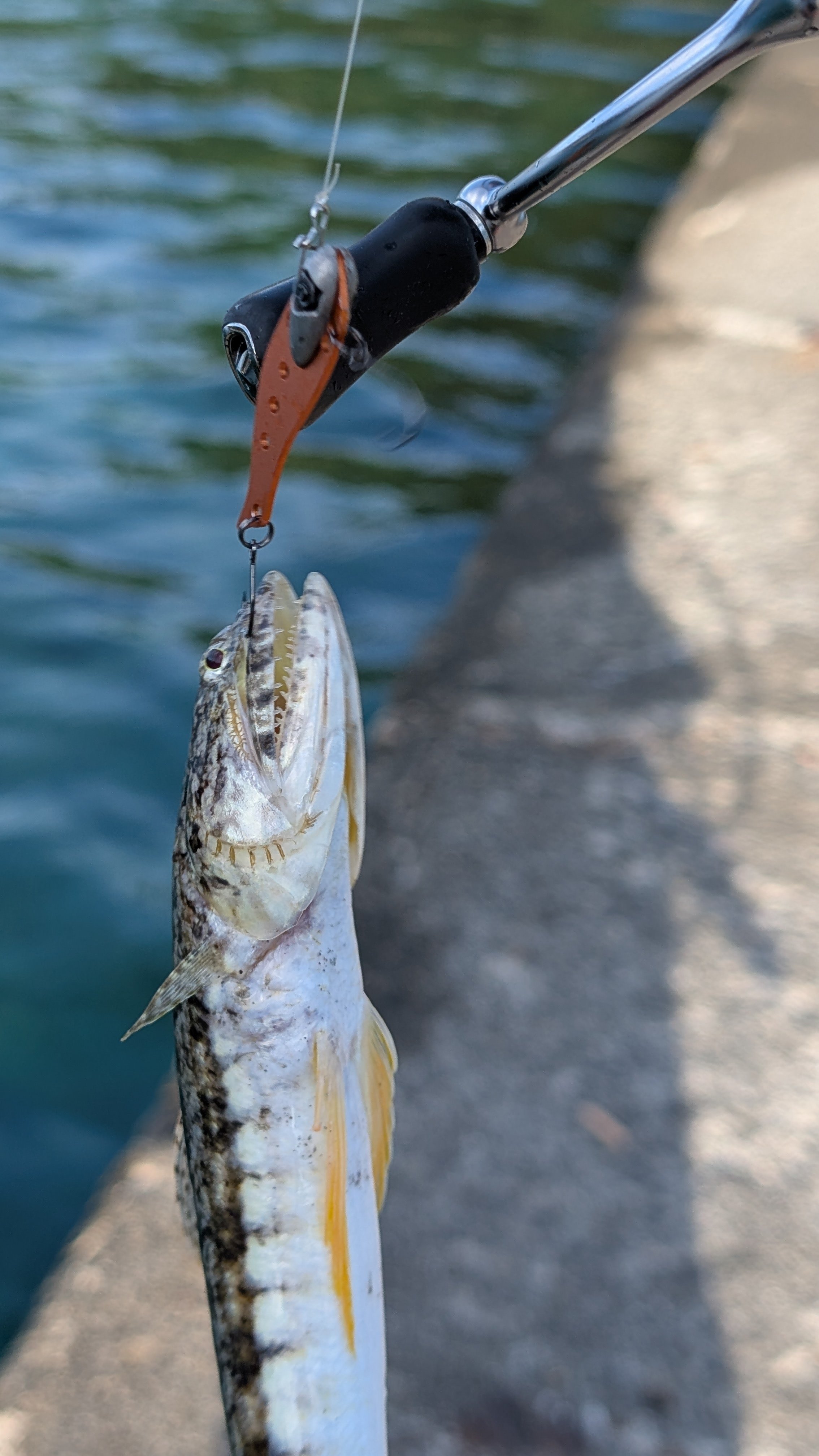zattaなんか釣る】やっと秋が来た！伊豆エギング｜八重樫剛