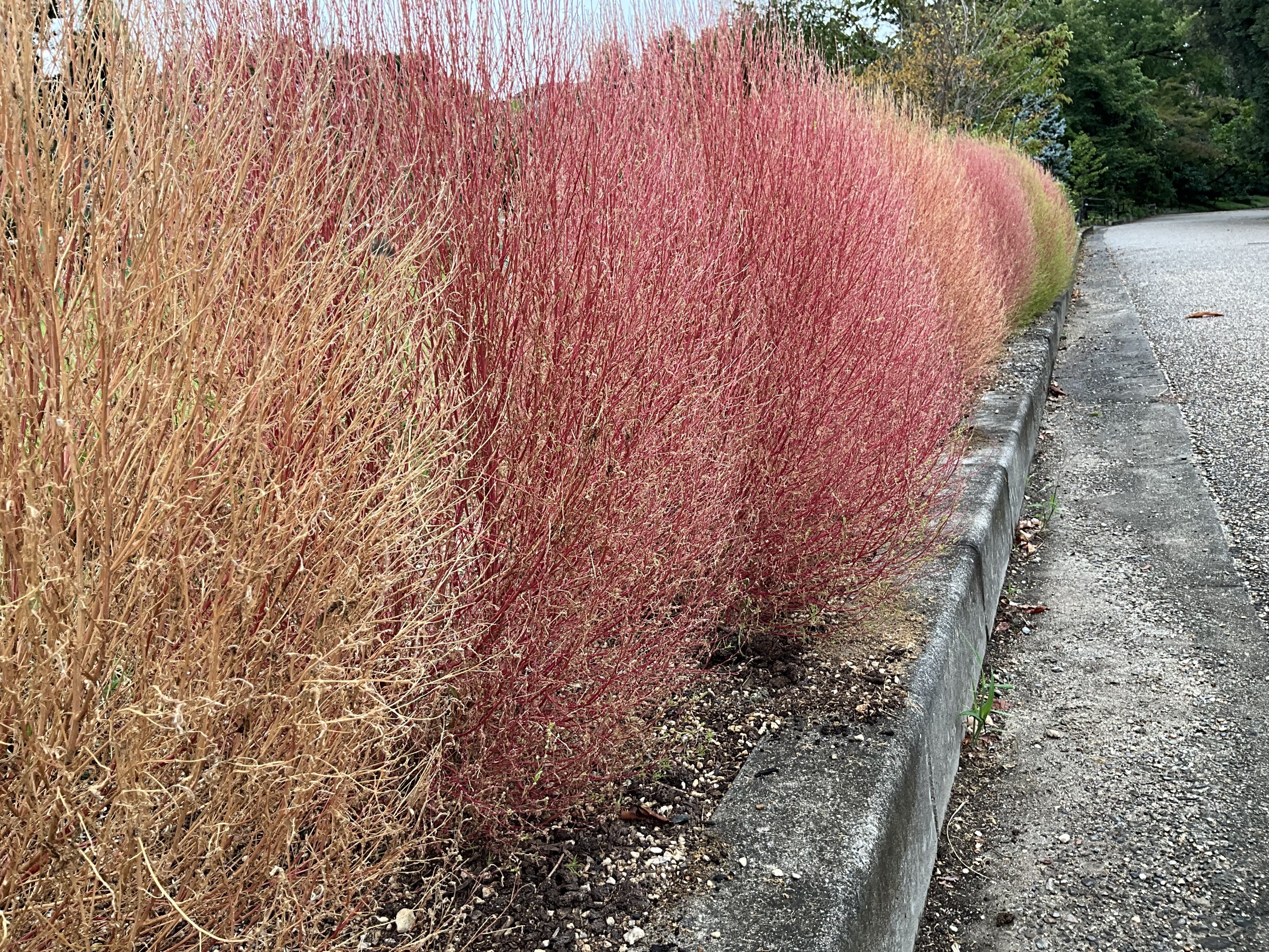 四季彩の丘のホウキギと「とんぶり」（京都府立植物園）：2025年10月9