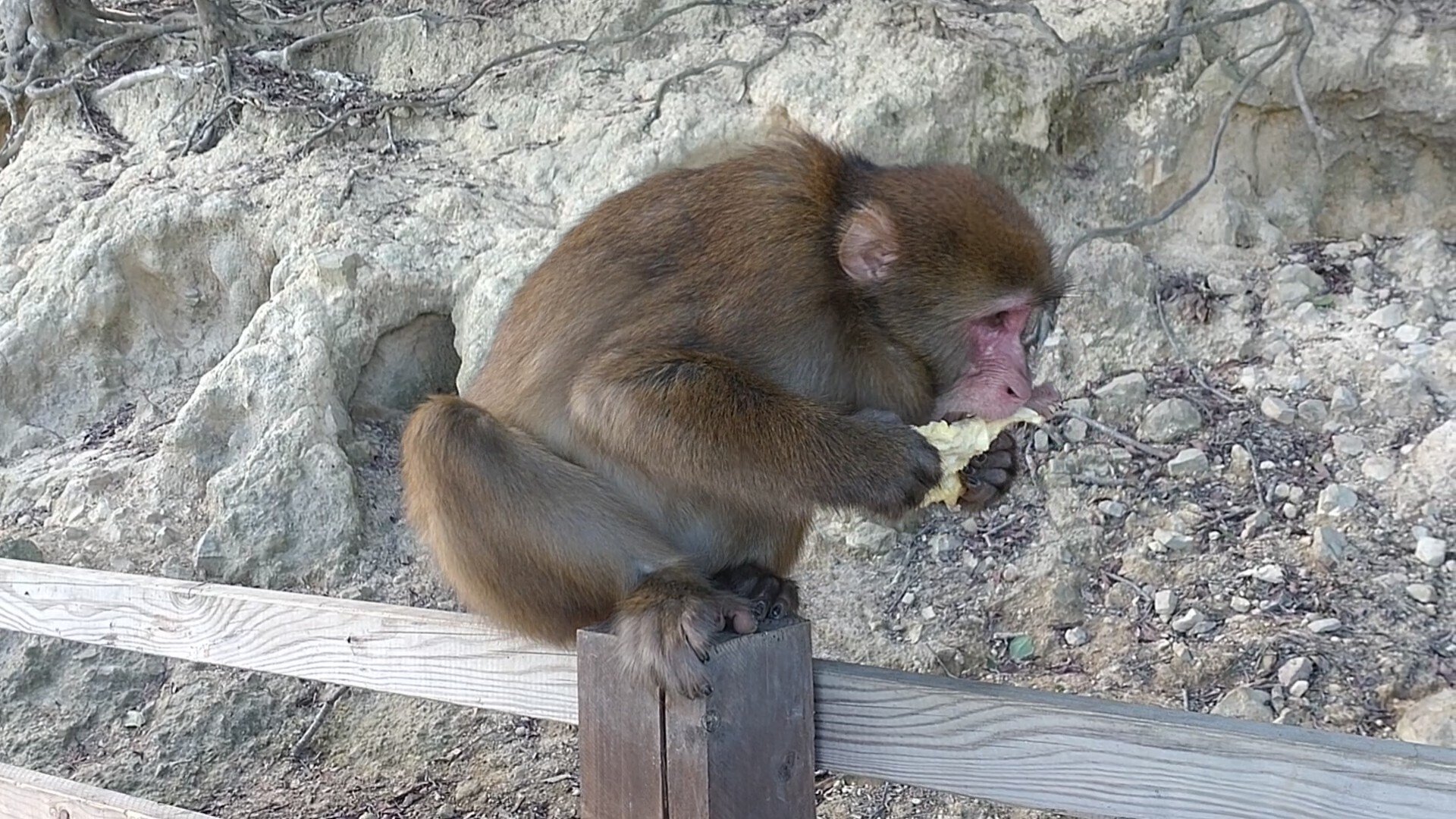 31「秋の山籠もり観察記」配信の裏で見せた居残り組と子ザルたちの