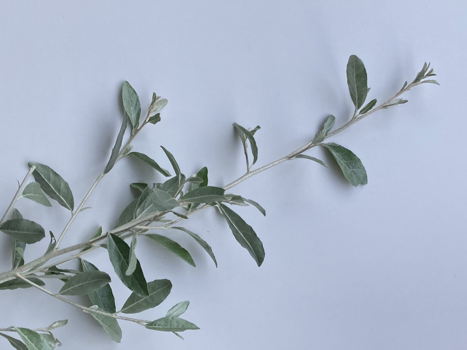 ❈ ロシアンオリーブ フレッシュ ❈ fit=scale-down,w=1200